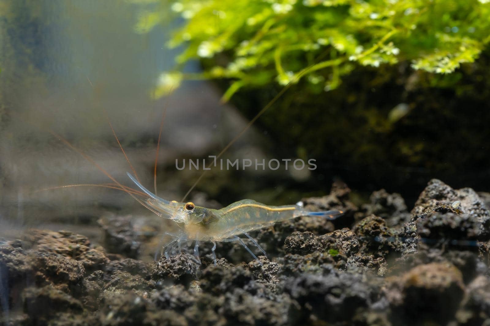 Sulawesi Blue Leg Poso shrimp look for food in lava stone near moss in fresh water aquarium tank.