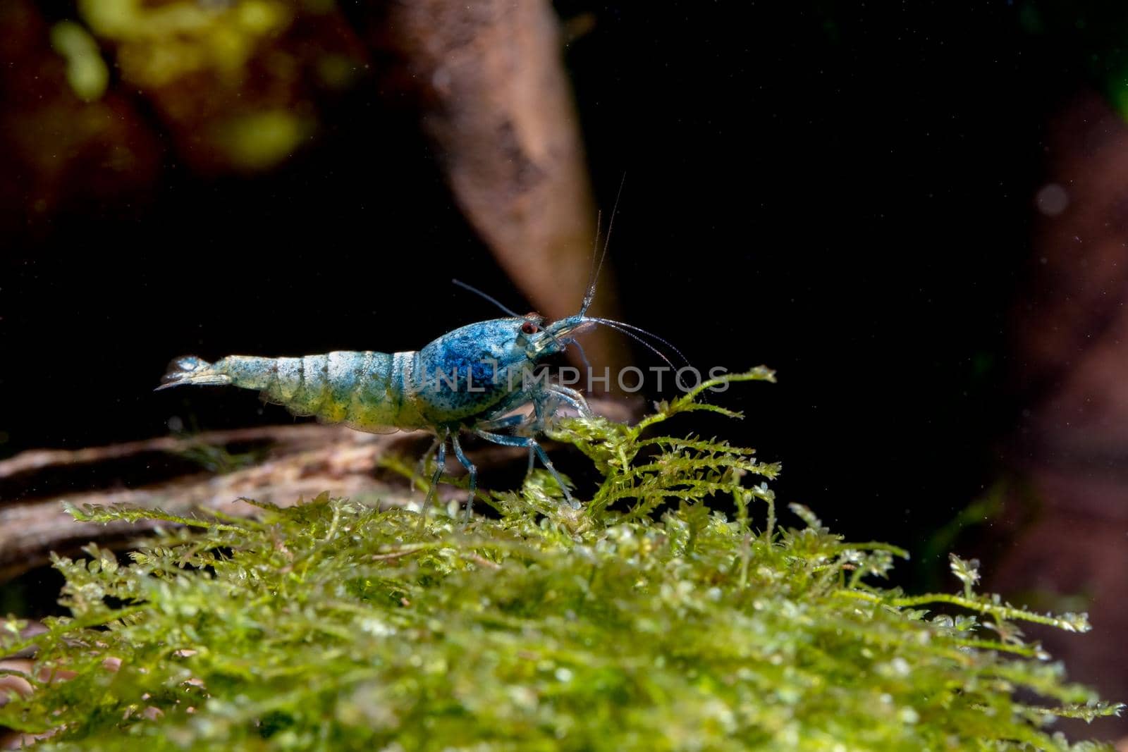 Blue bolt dwarf shrimp stay alone on aquatic moss with dark background in freshwater aquarium tank.