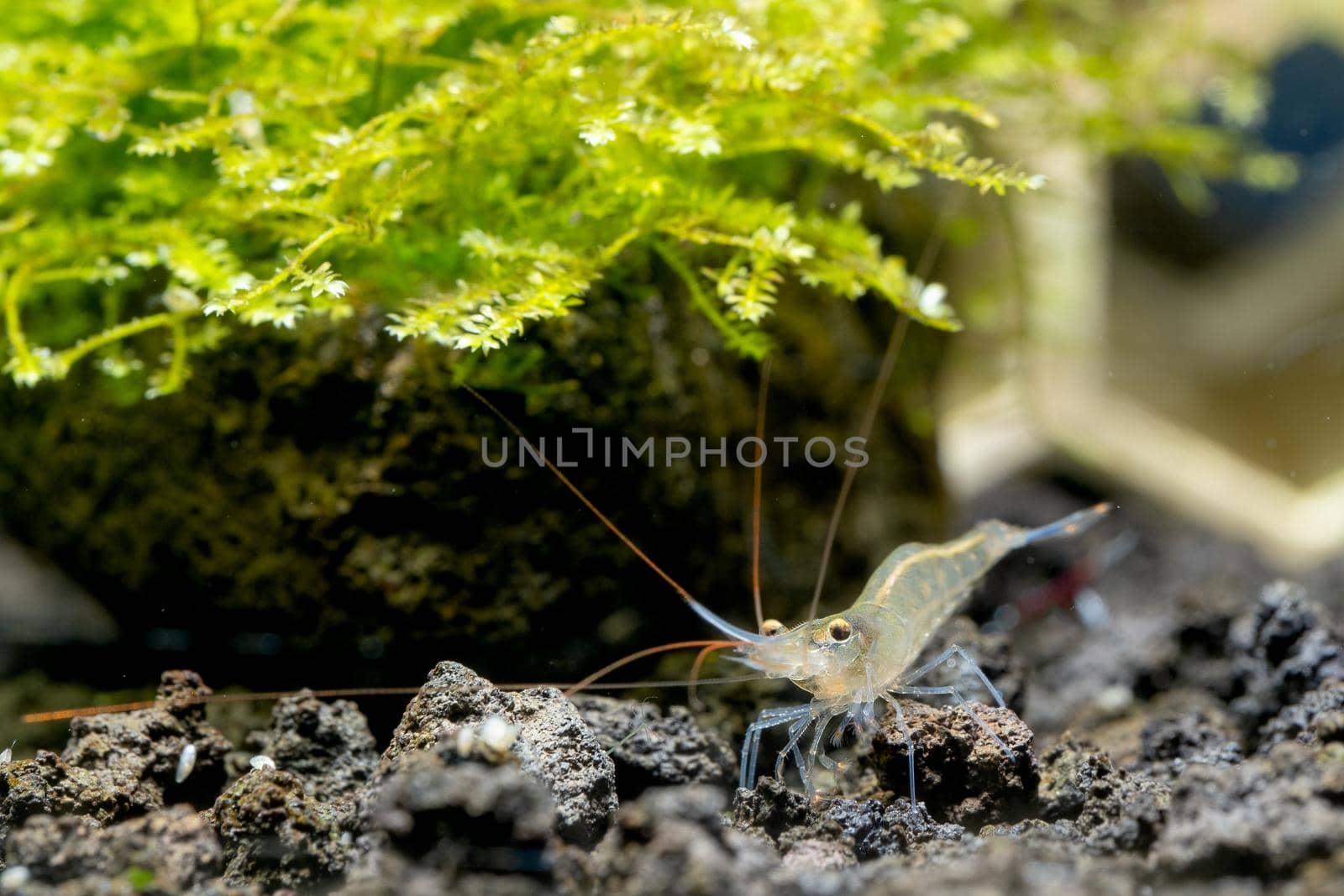 Close up Sulawesi Blue Leg Poso shrimp look for food near moss in lava stone of fresh water aquarium tank.