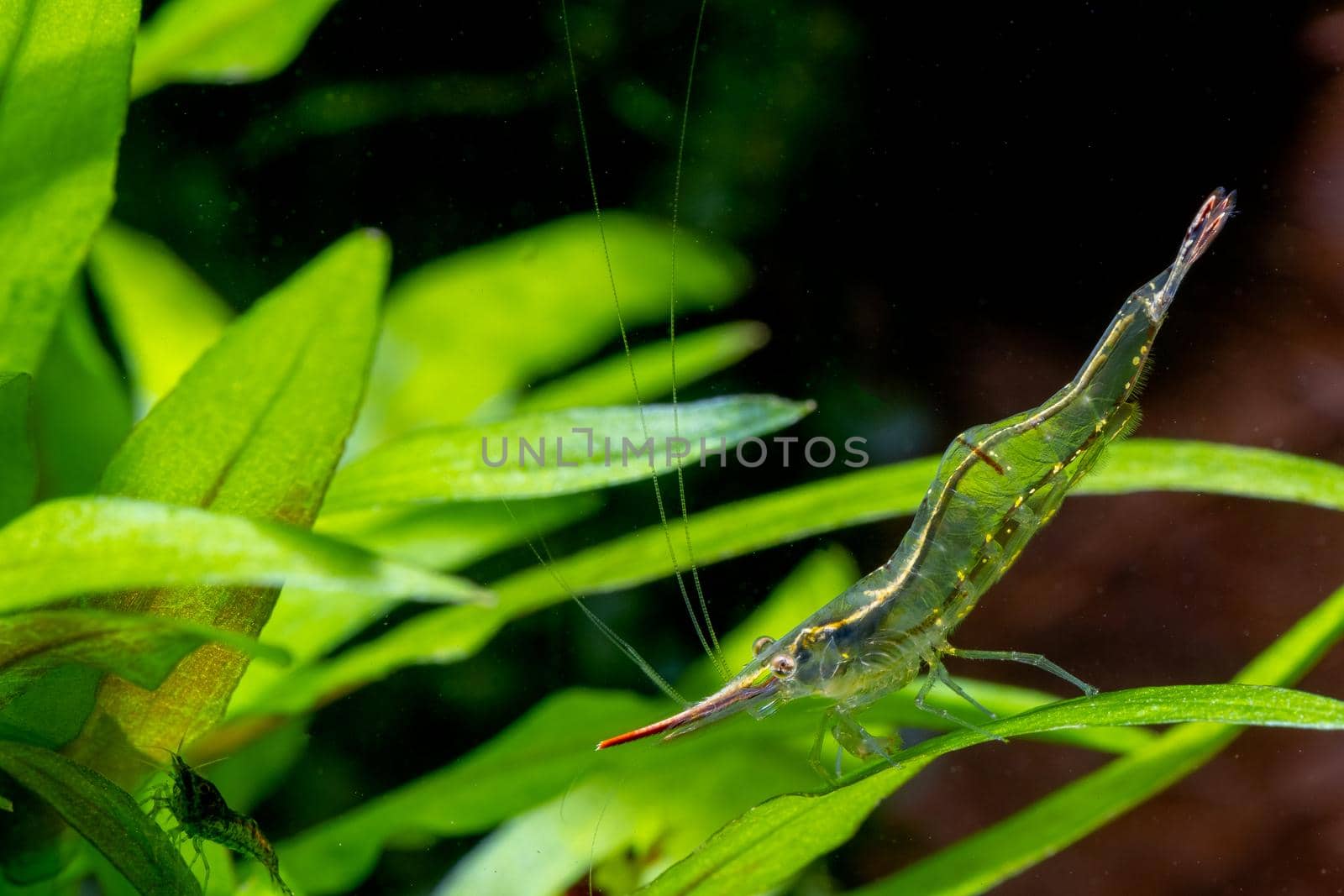 Long nose dwarf shrimp stay on green leaf and look for food on aquatic plant in fresh water aquarium tank.