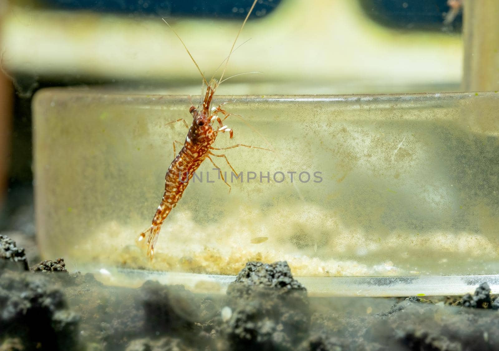 Red orchid sulawesi dwarf shrimp stay on glass dish for shrimp in fresh water aquarium tank.