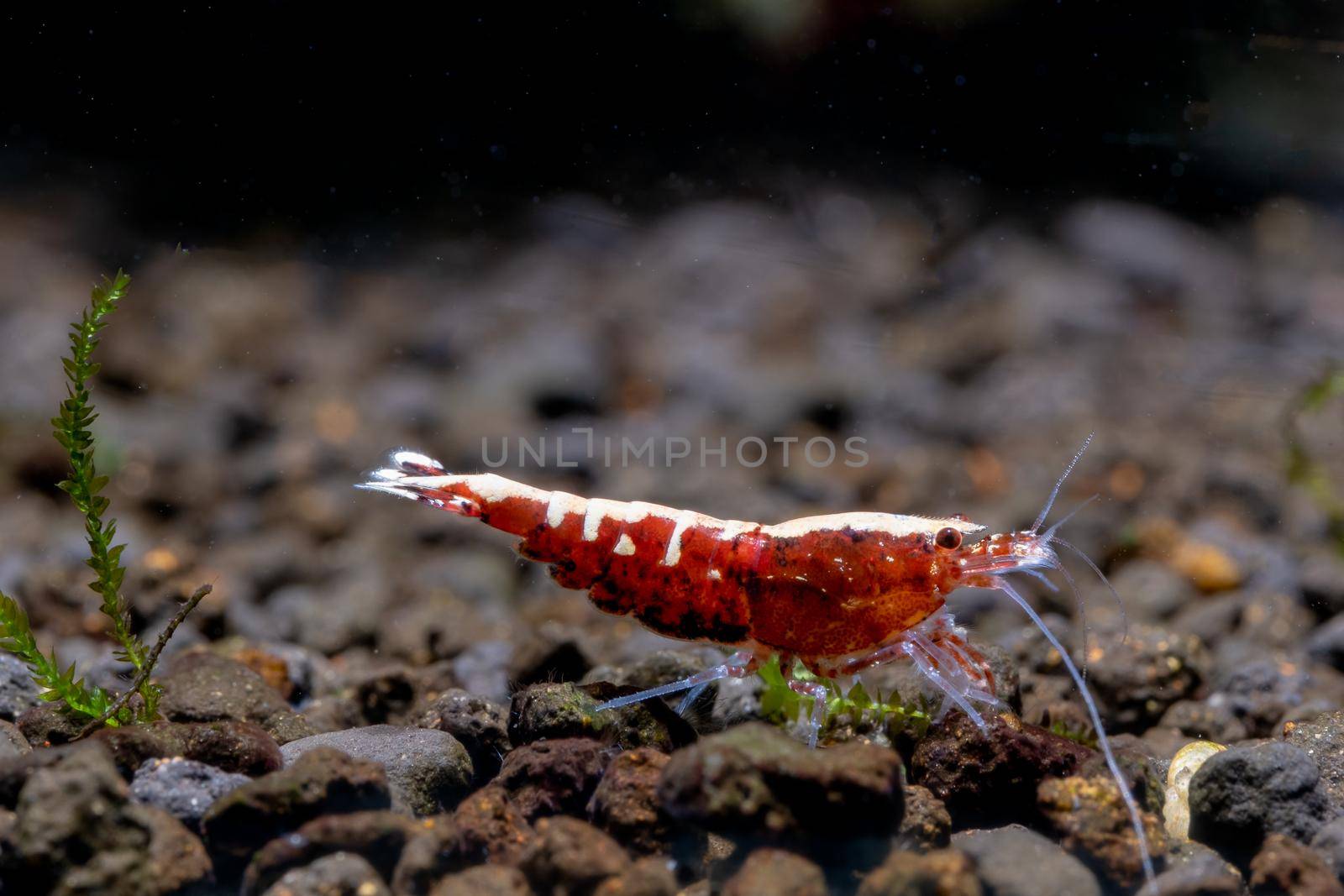 Red galaxy dwarf shrimp look for food in aquatic soil in freshwater aquarium tank.