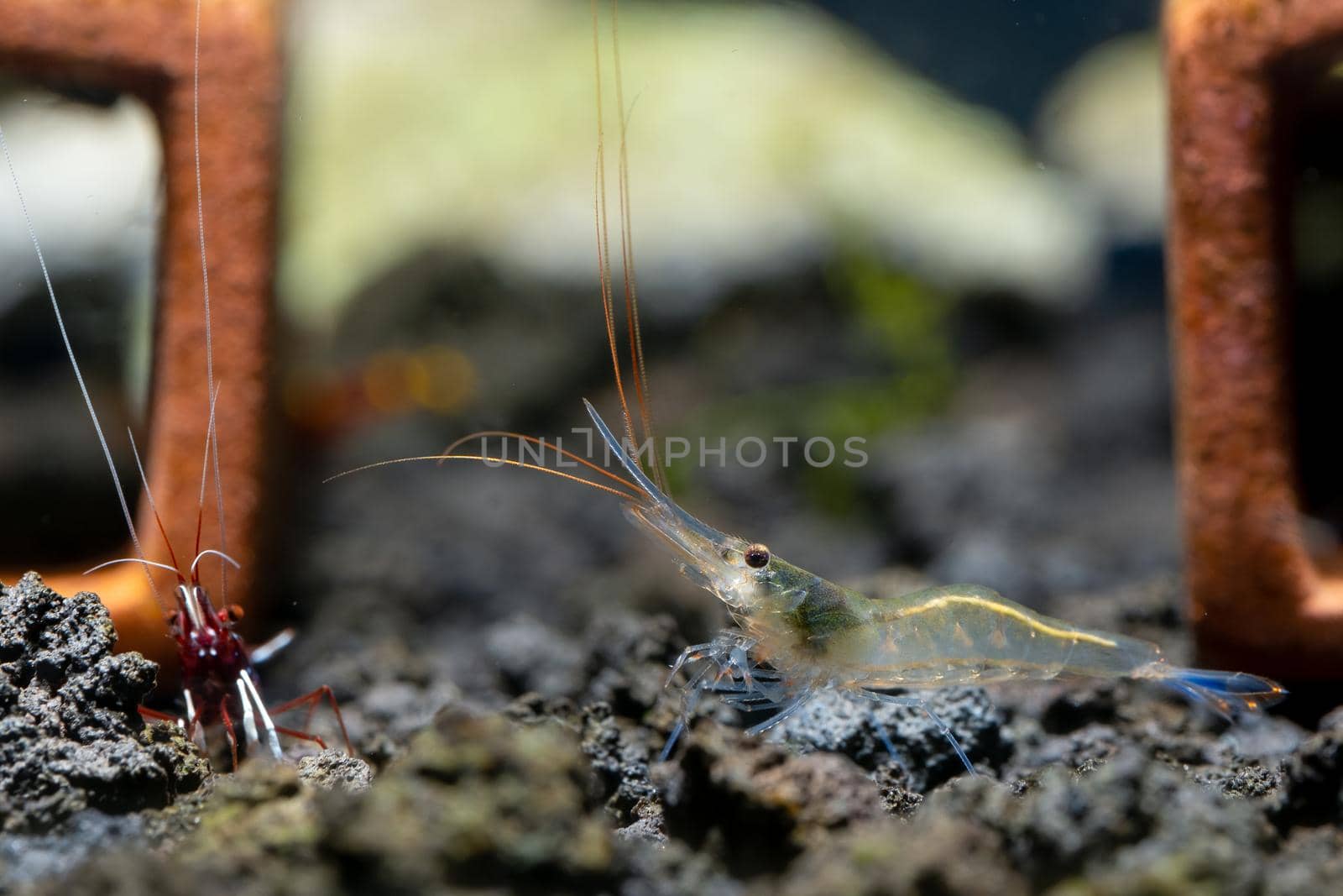 Blue leg sulawesi dwarf shrimp stay on lava stone near white spot shrimp to look for food in fresh water aquarium tank.