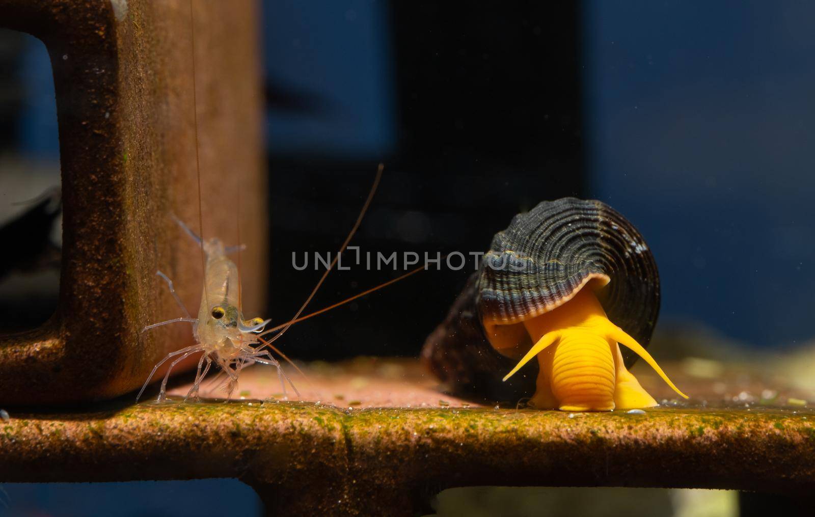 Blue leg sulawesi dwarf shrimp and orange yellow sulawesi snail or shellfish look for food on shrimp decoration in fresh water aquarium tank.