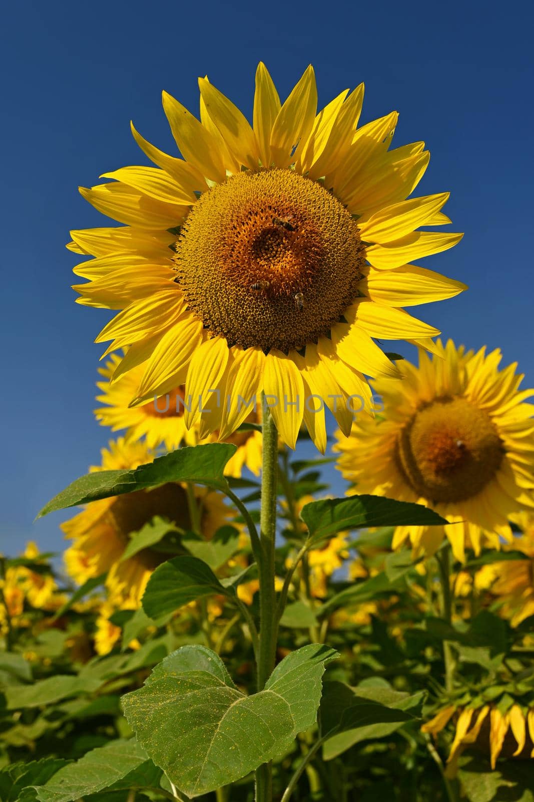 Sunflower - beautiful yellow flowers with blue sky. Nature colorful background and concept for summer. by Montypeter