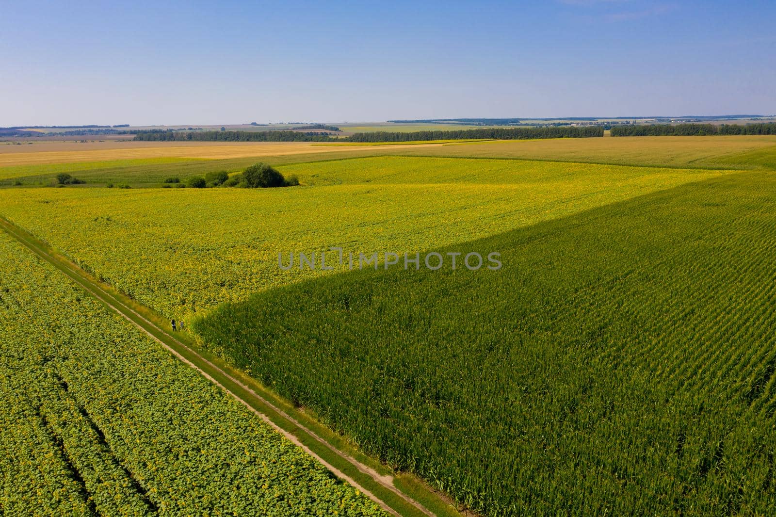 Aerial view of сorn and sunflower field. by leonik