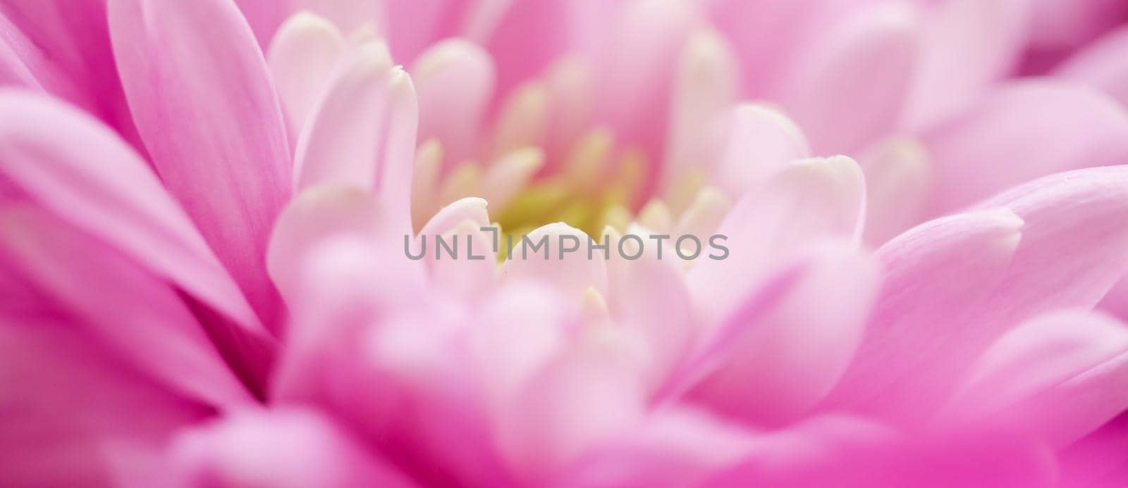 Pink daisy flower petals in bloom, abstract floral blossom art background, flowers in spring nature for perfume scent, wedding, luxury beauty brand holiday design by Anneleven