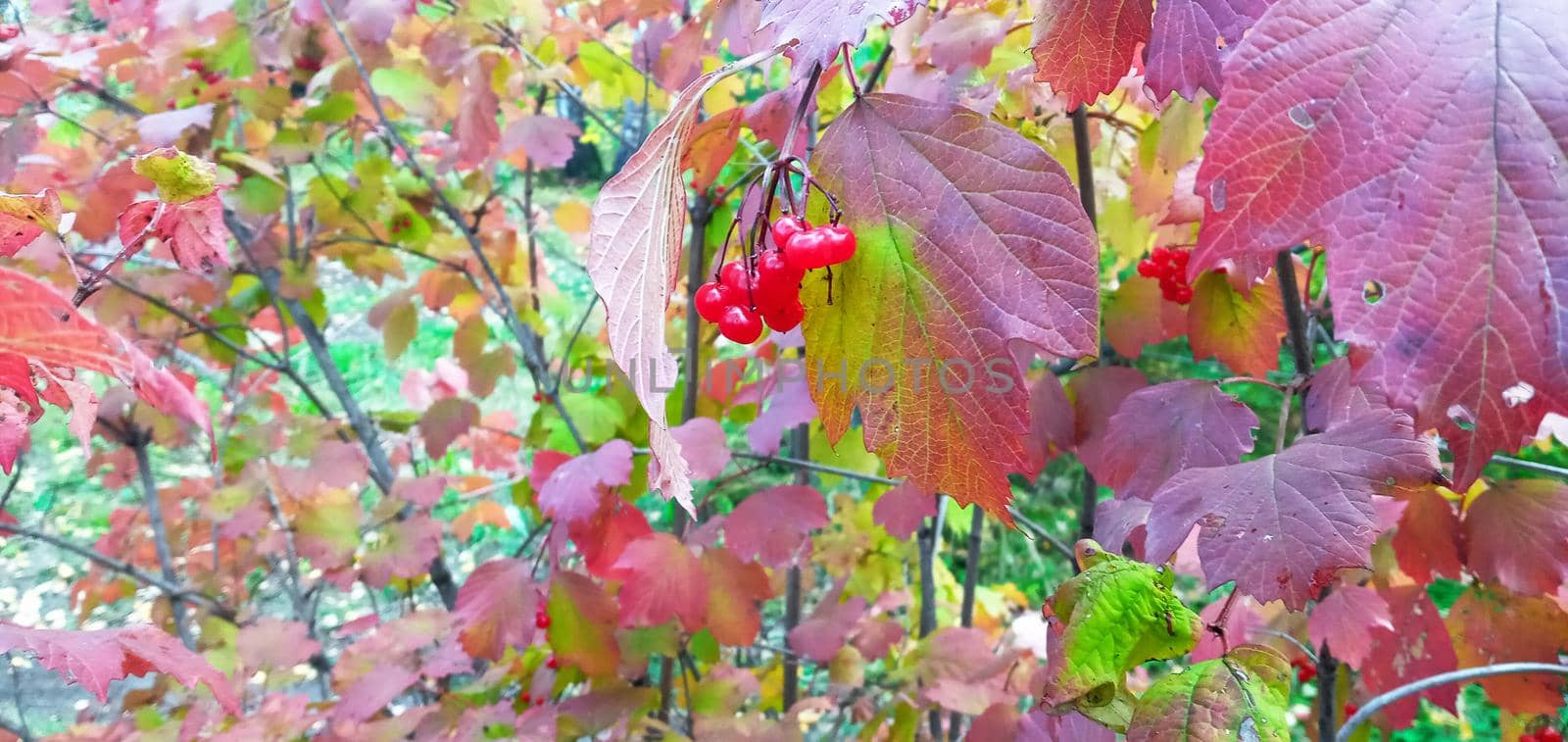 Bright, red viburnum leaves on the branches. They are lit in red and orange. by Rina_Dozornaya
