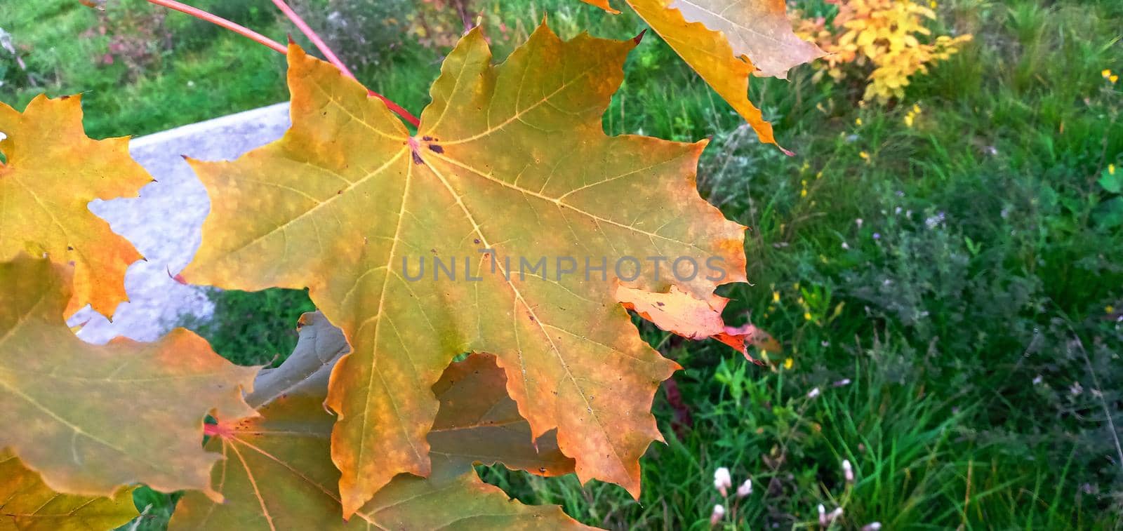 Colorful maple leaves on a branch. Autumn beauty of nature. Autumn background with multicolored leaves. Fallen leaves of Goldenrain Tree