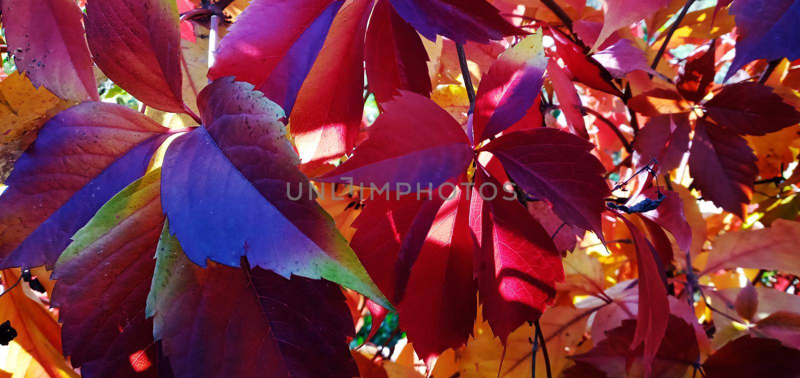 Wild grapes with red leaves grow thickly on the fence on an autumn day. Full Frame Shot Of Autumnal Leaves. Branch of wild grapes with red autumn leaves.