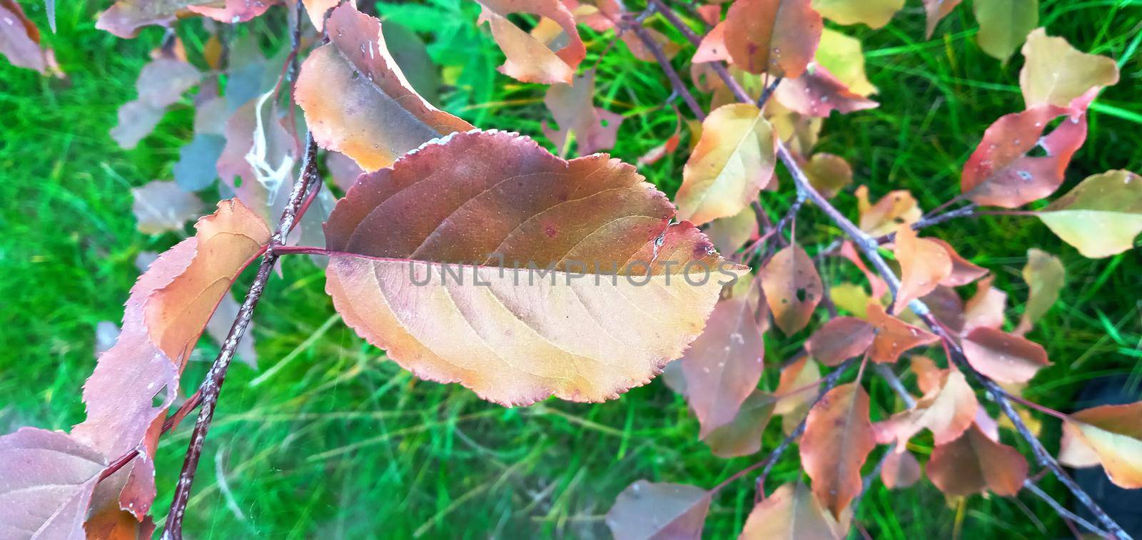 Autumn carved leaves, all colors. The ringing pattern. by Rina_Dozornaya