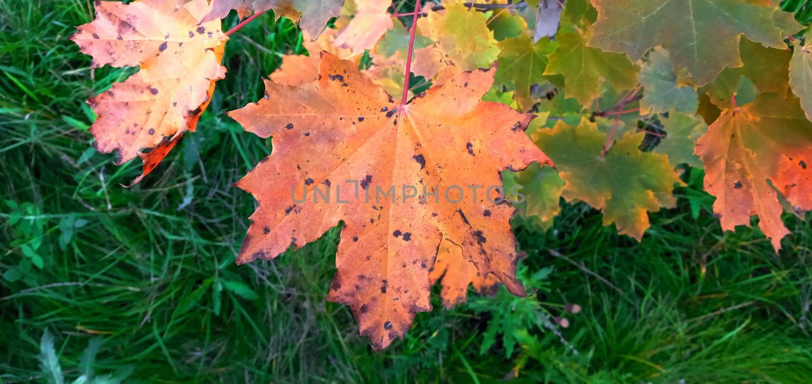 Colorful maple leaves on a branch. Autumn beauty of nature. Autumn background with multicolored leaves. Fallen leaves of Goldenrain Tree