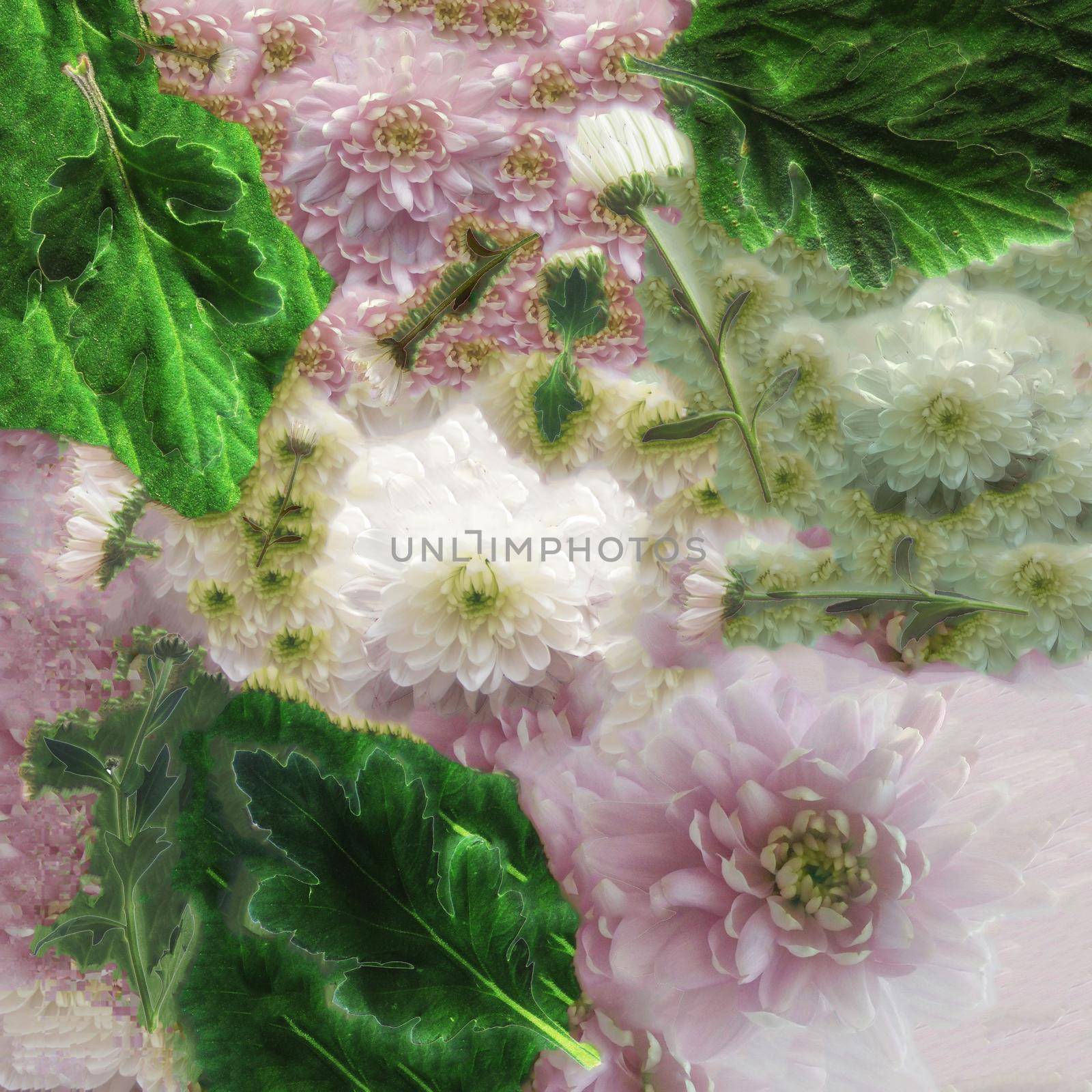 Abstract backround of pink and white chrysanthemums with green leaves and twigs.