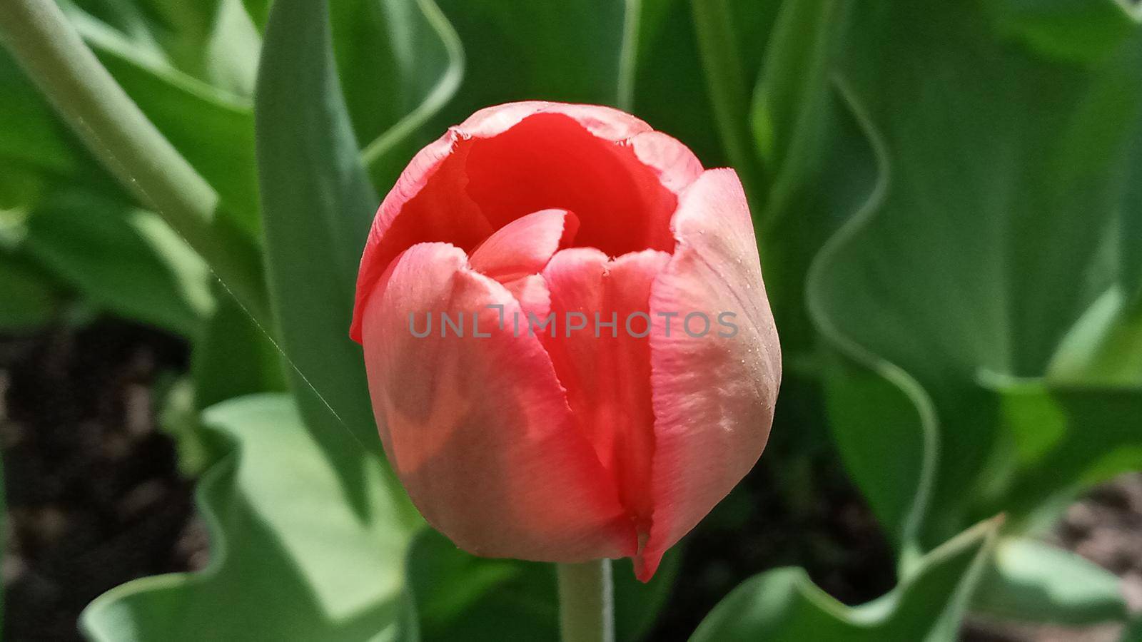 Bright spring pink tulips. in the spring garden. Flower bed with tulips. Tulip sprouts. Young spring plants, buds.