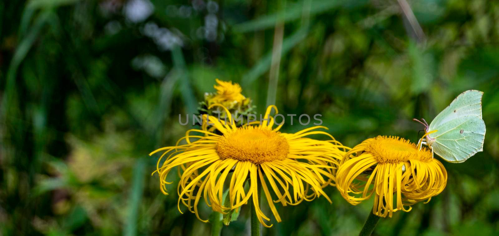Yellow butterfly - gonepteryx rhamni - collects nectar from a large yellow elecampane flower by kajasja