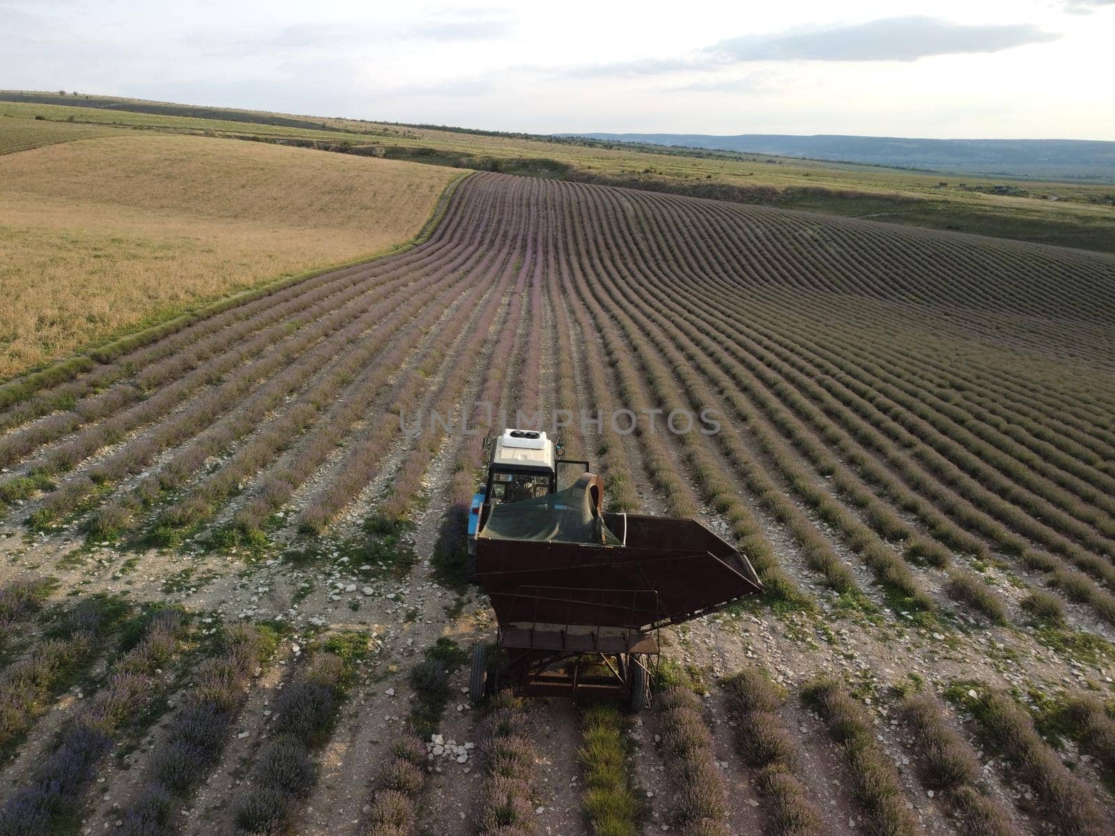Drone aerial view of a violet lavender field during the harvest
