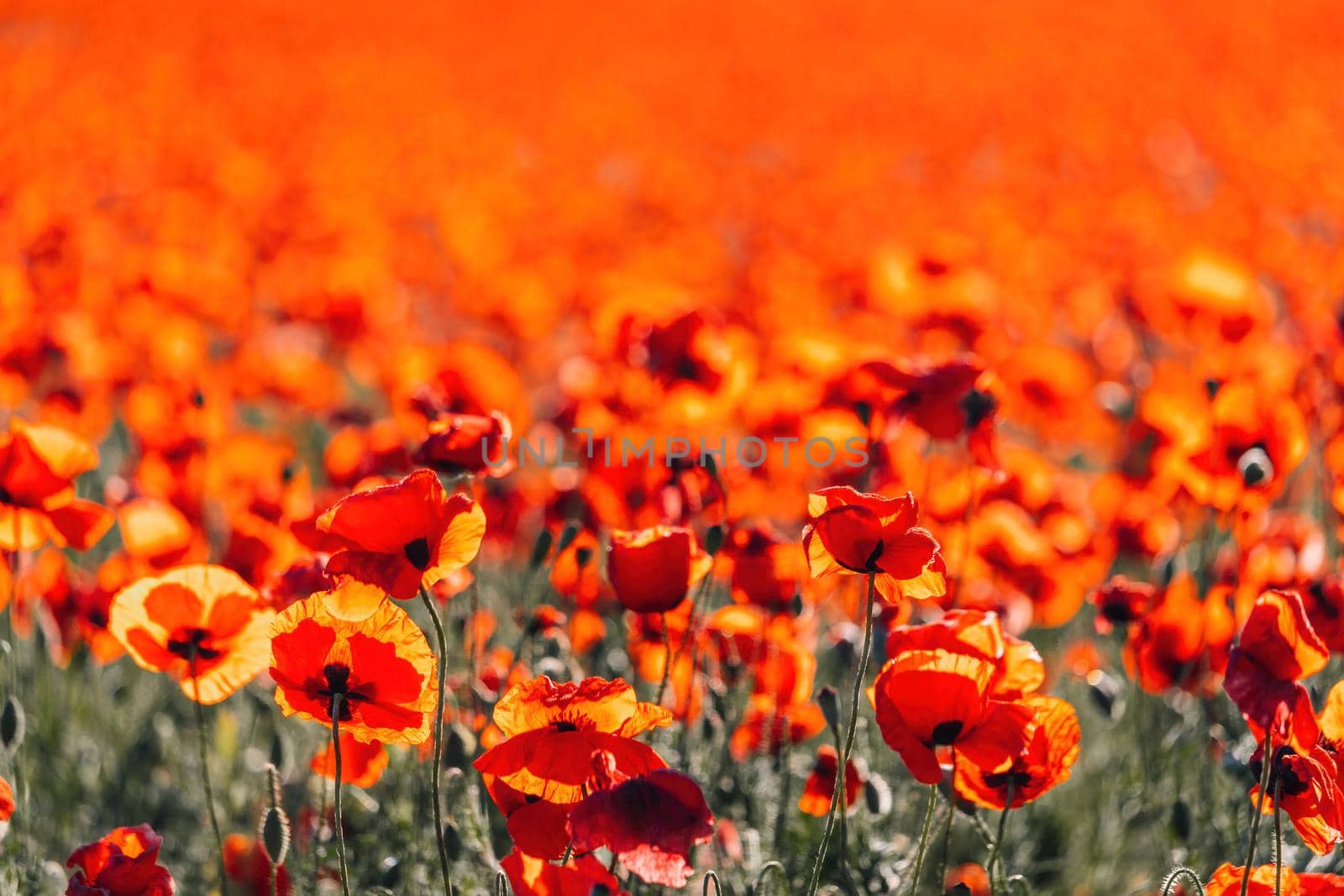 Large Field with red poppies and green grass at sunset. Beautiful field scarlet poppies flowers with selective focus. Red poppies in soft light. Glade of red poppies. Soft focus blur. Papaver sp