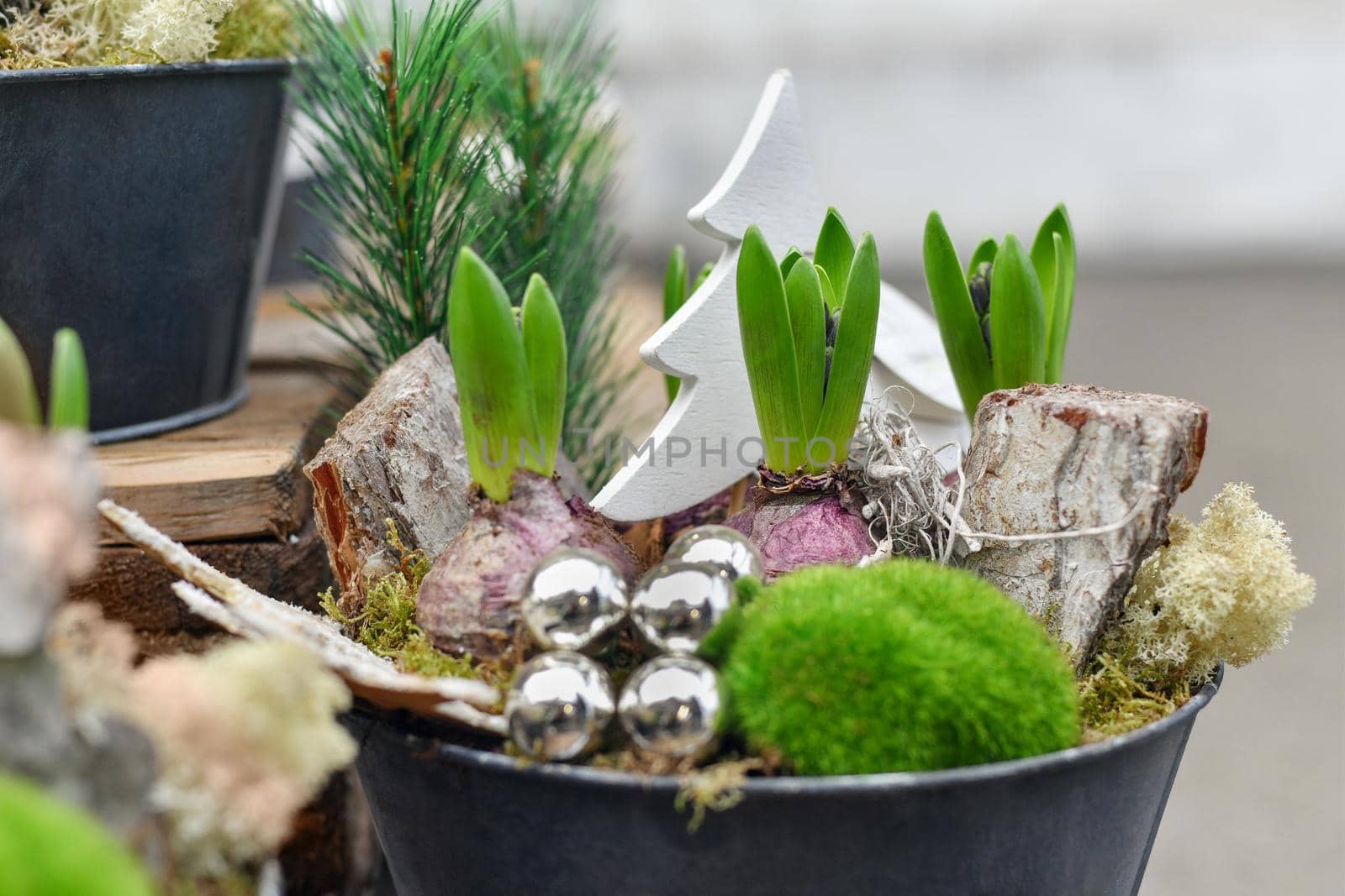Christmas composition with hyacinths for Christmas