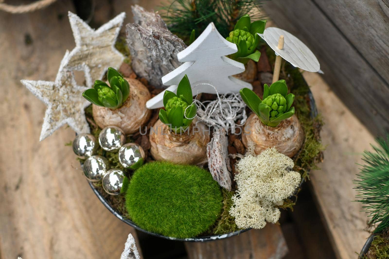 Christmas composition with hyacinths for Christmas