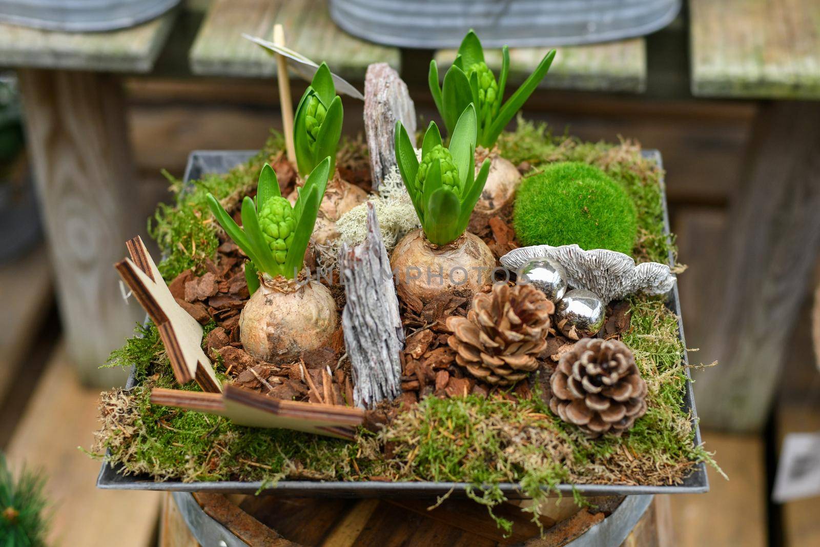 Christmas composition with hyacinths for Christmas