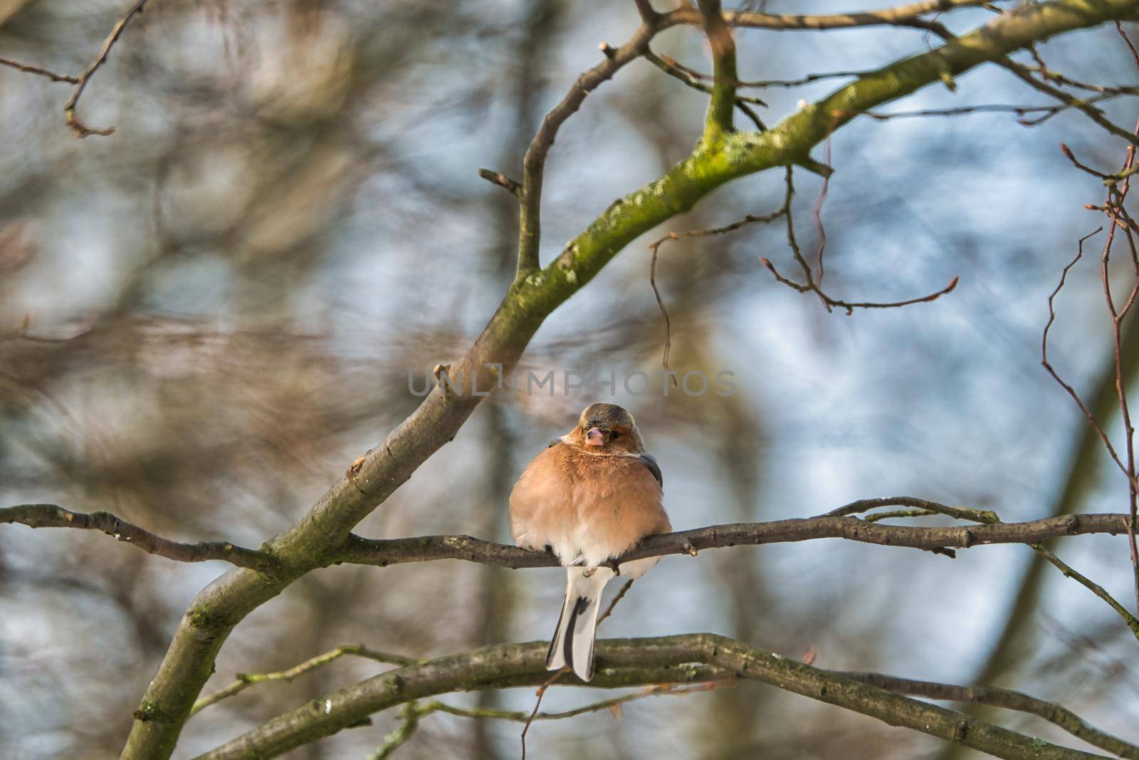 one cold chaffinch on a tree at a sunny and frosty winter day