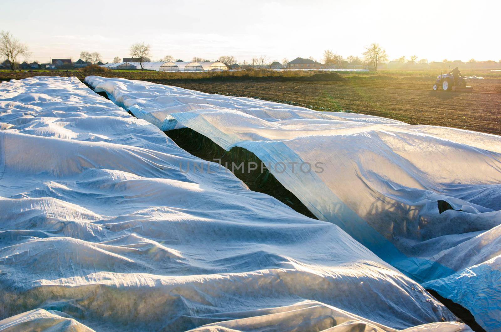 Leek plantation covered with white spunbond fiber on a farm field. Protection of the unharvested crop from night frosts and cold weather. Greenhouse effect over large areas of harvest. White covering by iLixe48