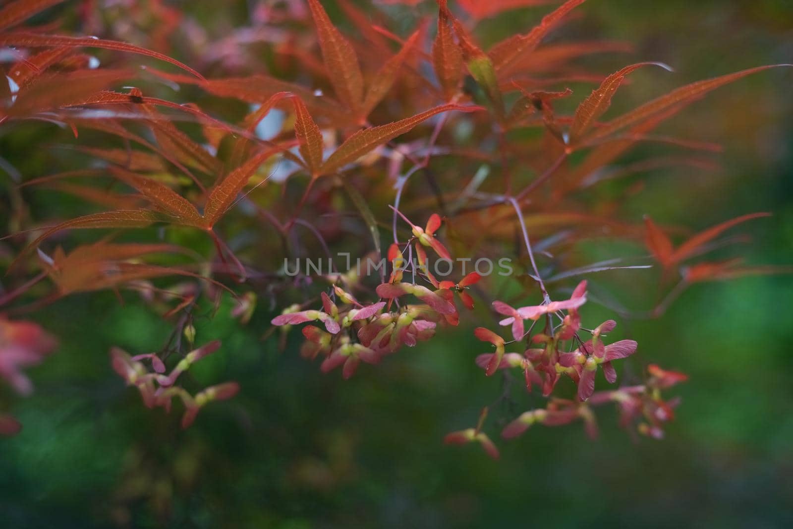 Red Japanese Maple in a park in autumn