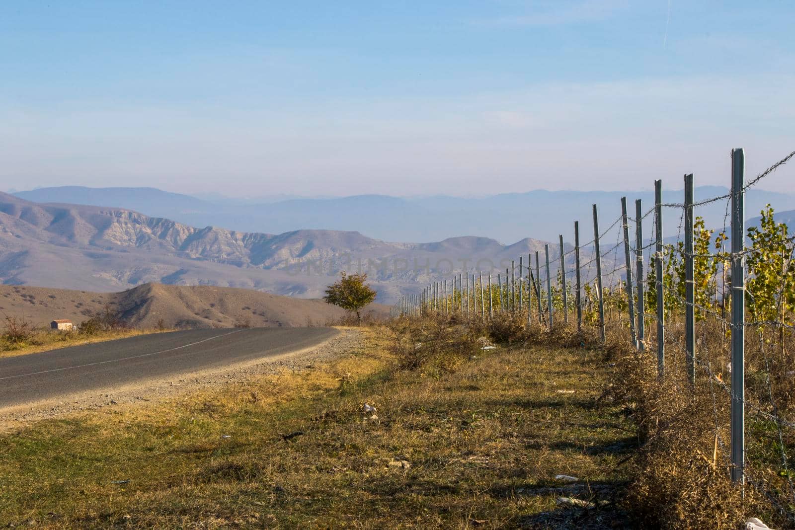 almond plantation view and landscape by Taidundua