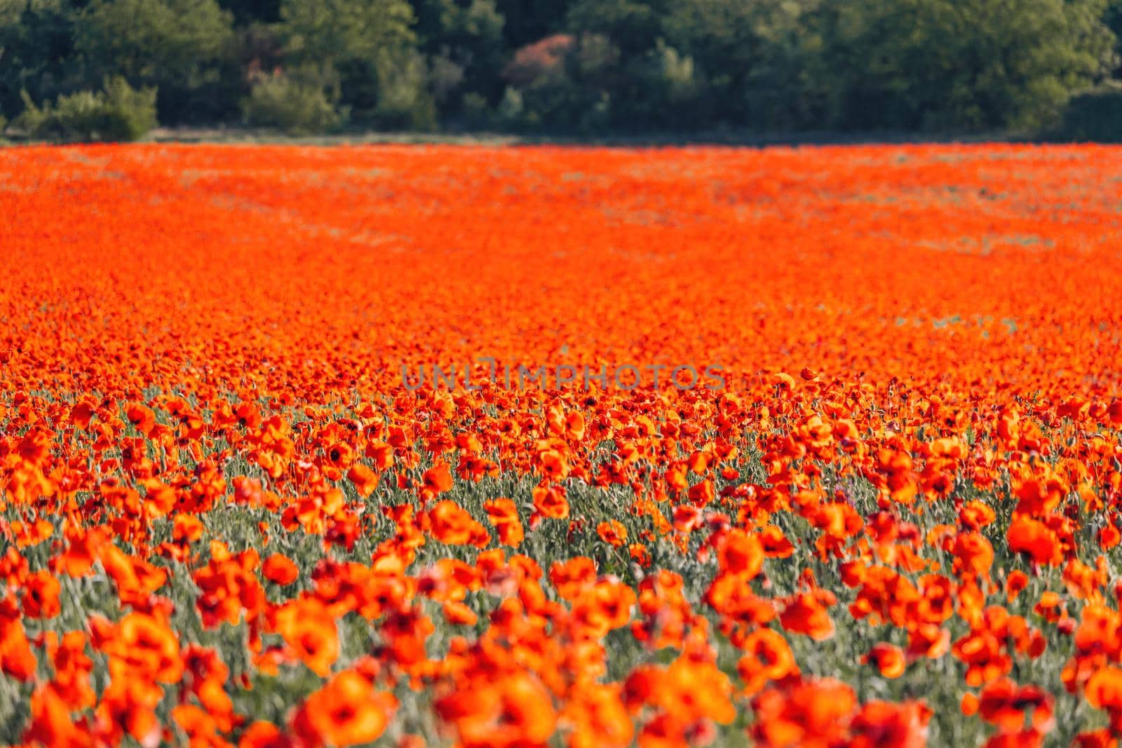 Large Field with red poppies and green grass at sunset. Beautiful field scarlet poppies flowers with selective focus. Red poppies in soft light. Glade of red poppies. Soft focus blur. Papaver sp