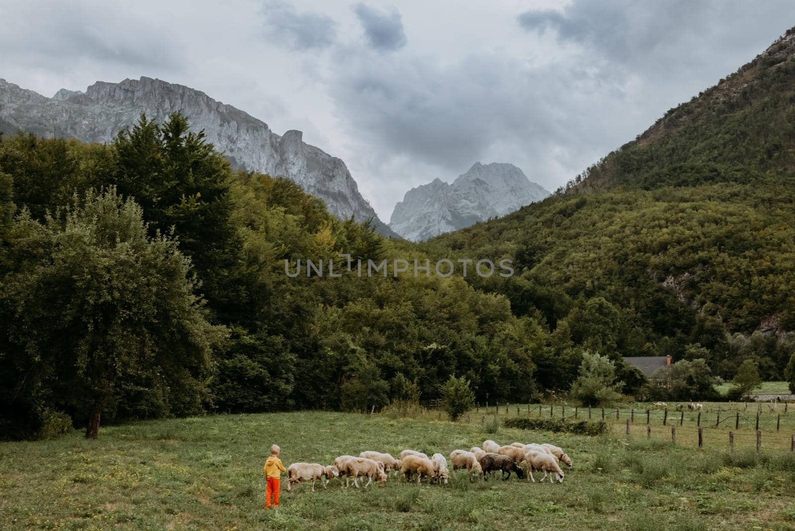 Cute little boy with a sheeps on farm, best friends, boy and lamb against the backdrop of greenery, poddy and child on the grass. Little boy herding sheep in the mountains. Little kid and sheeps in mountains, childs travel learn animals by Andrii_Ko