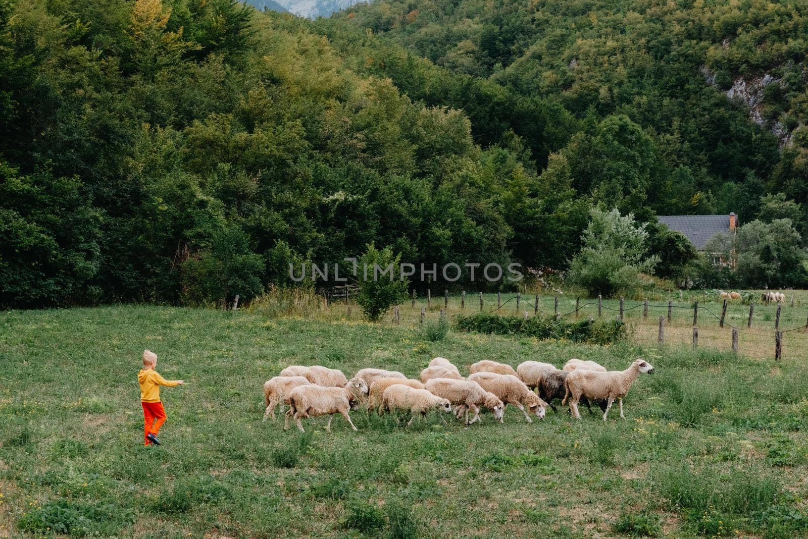 Cute little boy with a sheep on farm, best friends, boy and lamb against the backdrop of greenery, greenery background a small shepherd and his sheep, poddy and child on the grass. Little boy herding sheep in the mountains. Little kid and sheeps in mountains, childs travel learn animals.