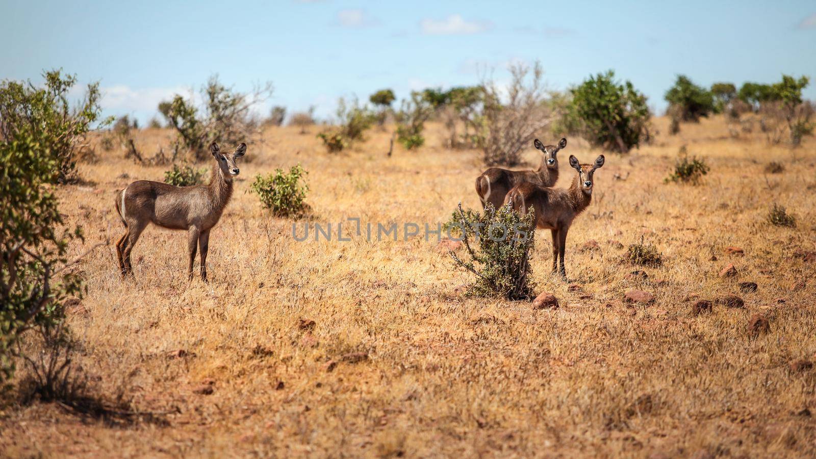 Three waterbuck (Kobus ellipsiprymnus) female antelope in african savanna. Tsavo East national park, Kenya