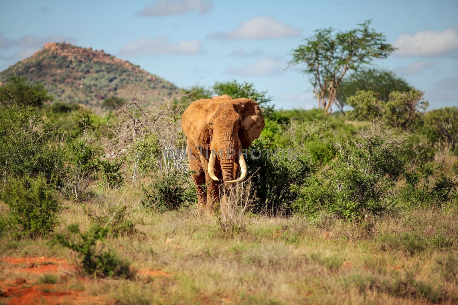 African bush elephant (Loxodonta africana) walking from bush and small trees. Tsavo east national park, Kenya