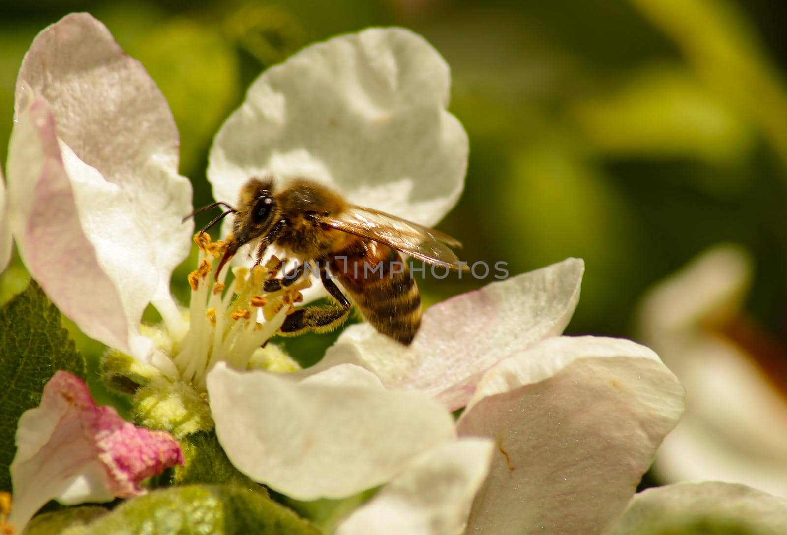 bee collects nectar on the flowers of white blooming apple. Anthophila, Apis mellifera by zakob337