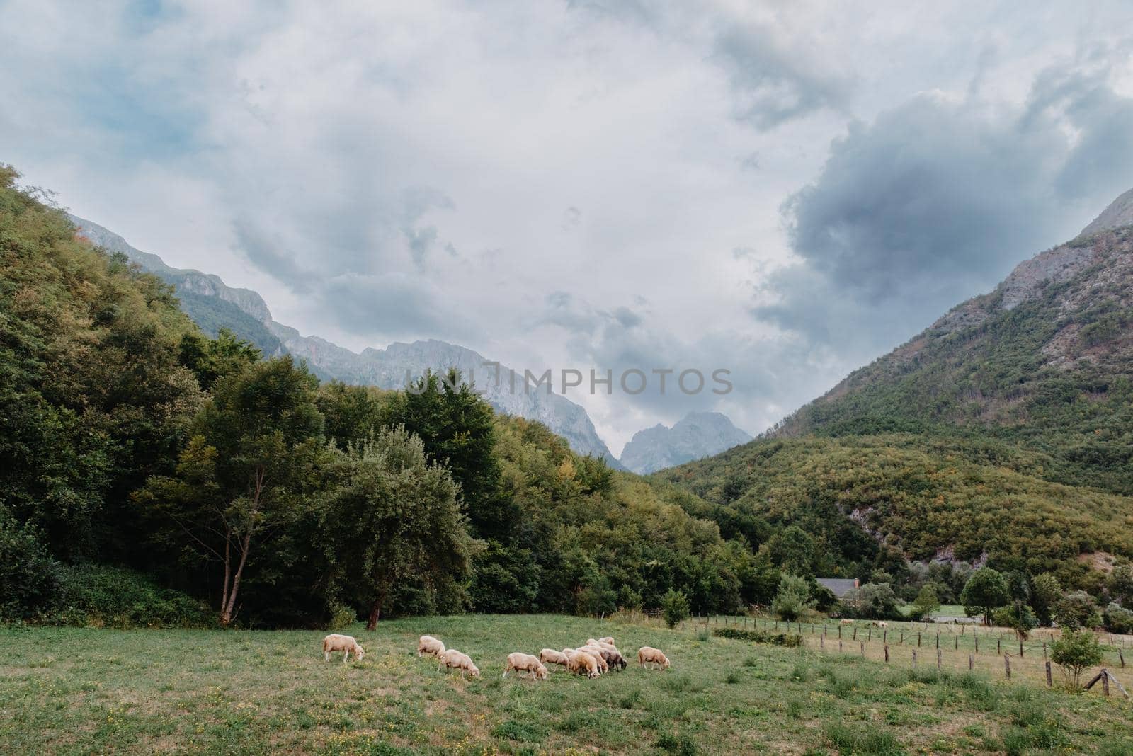 Mountain landscape with grazing sheeps at sunset by Andrii_Ko