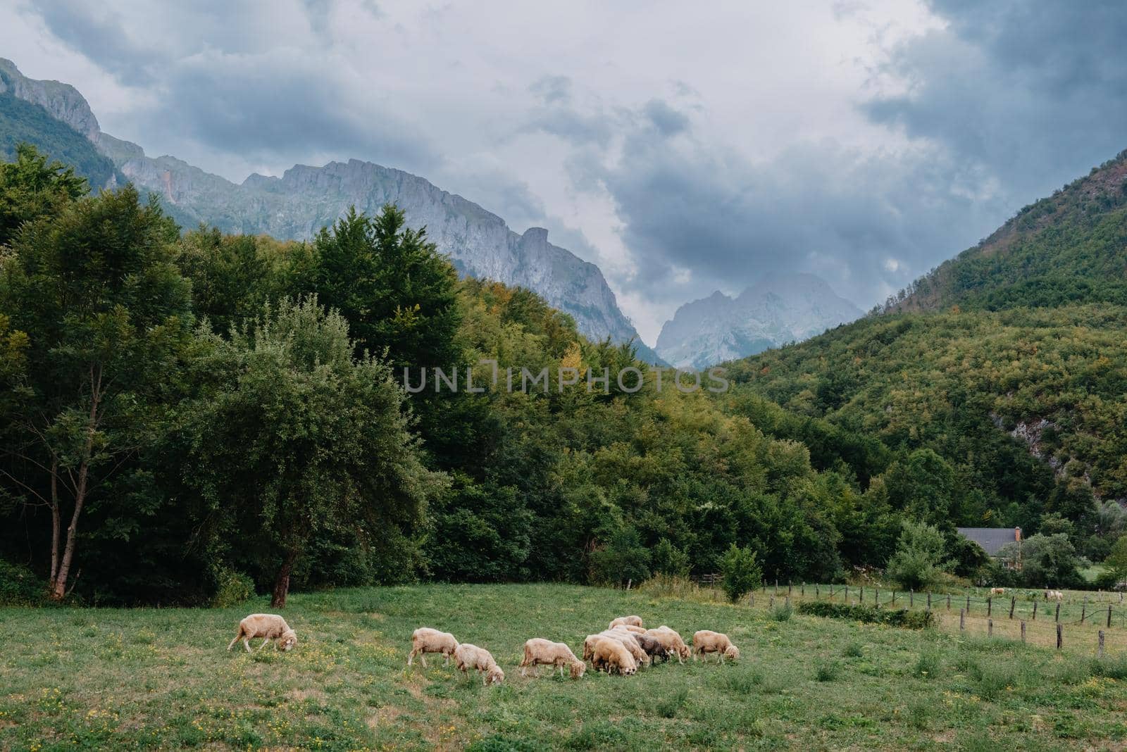 Mountain landscape with grazing sheeps at sunset by Andrii_Ko