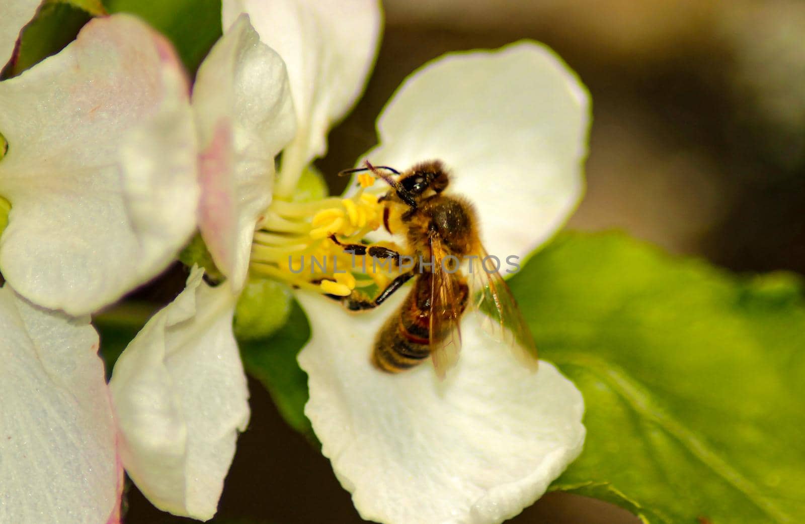 bee collects nectar on the flowers of white blooming apple. Anthophila, Apis mellifera by zakob337