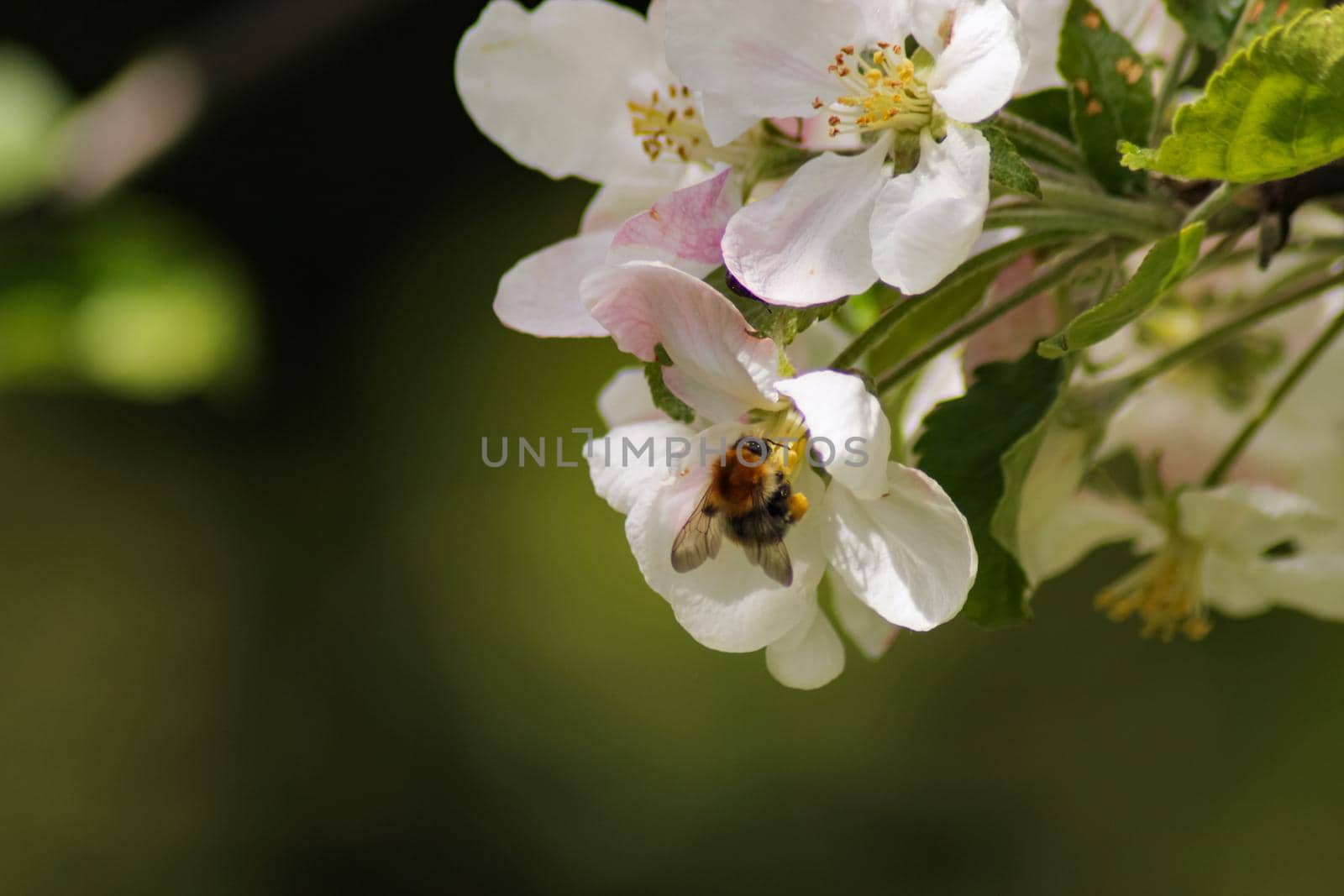 bee collects nectar on the flowers of white blooming apple. Anthophila, Apis mellifera. Selective focus