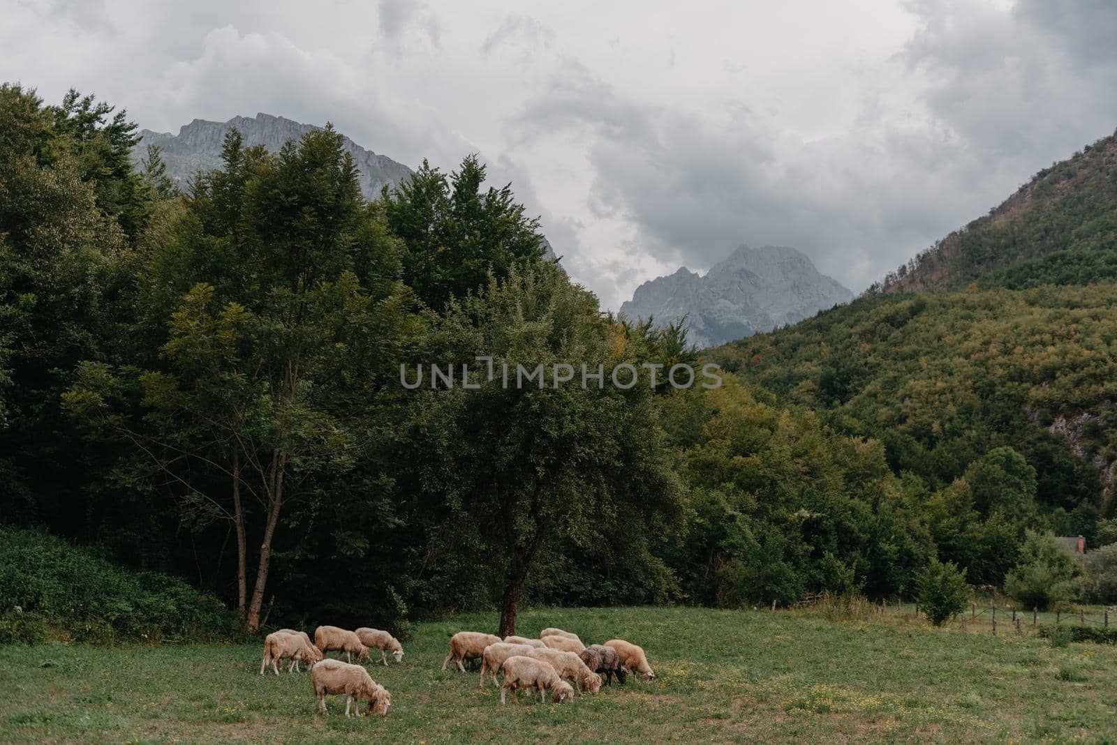 Mountain landscape with grazing sheeps at sunset by Andrii_Ko