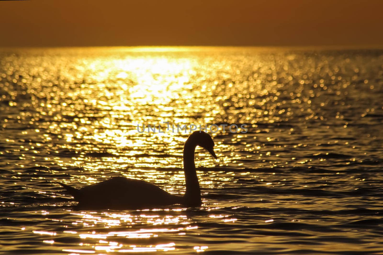 Silhouette of a swan floating in the golden waters of the sea against the backdrop of the sunset. Golden hour.
