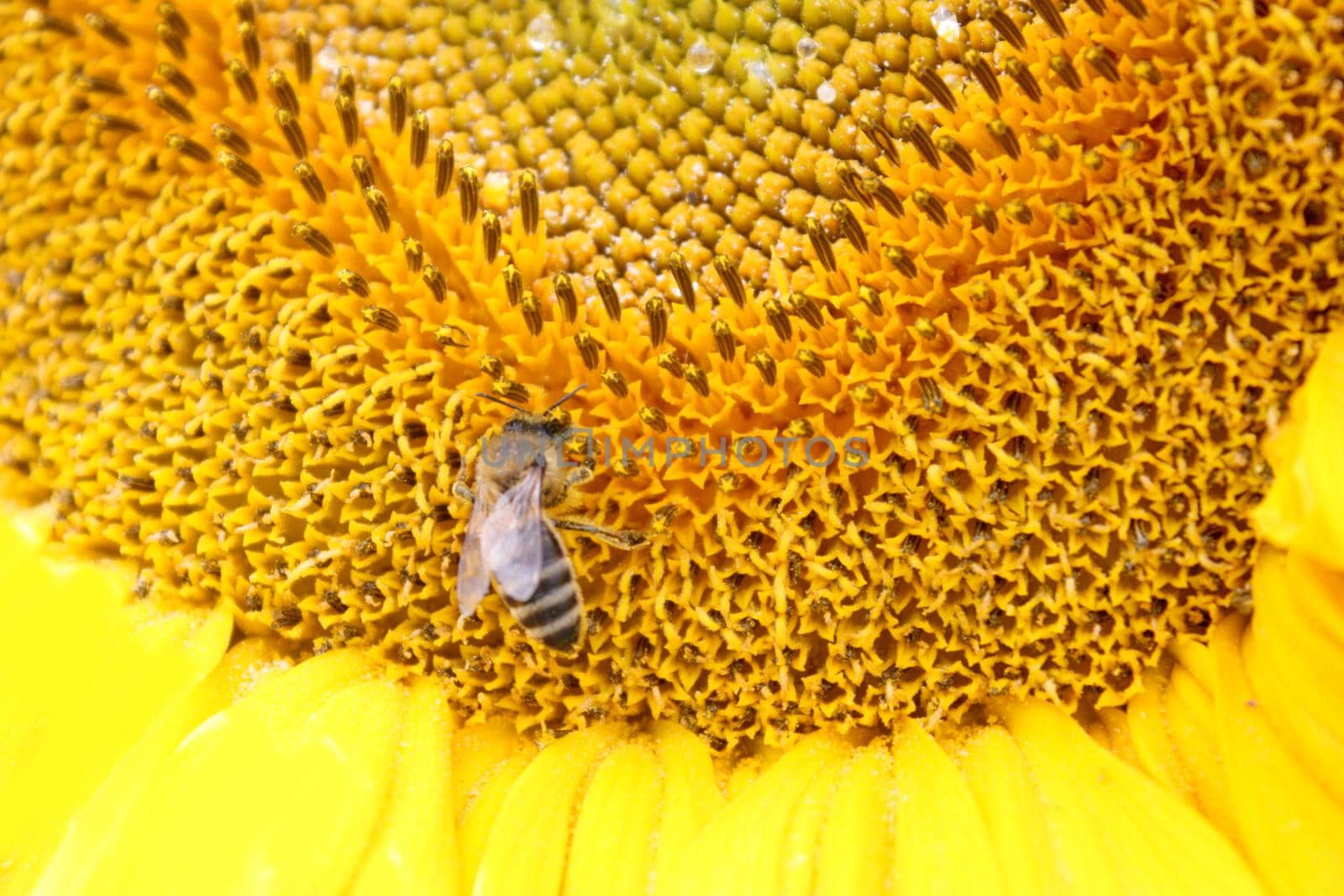 close up of bee on sunflower. Yellow flower and bee.