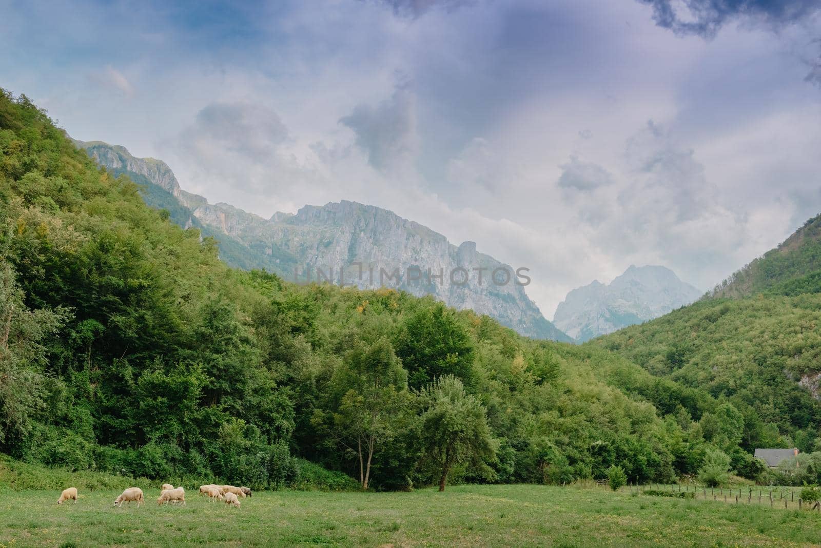 Mountain landscape with grazing sheeps.