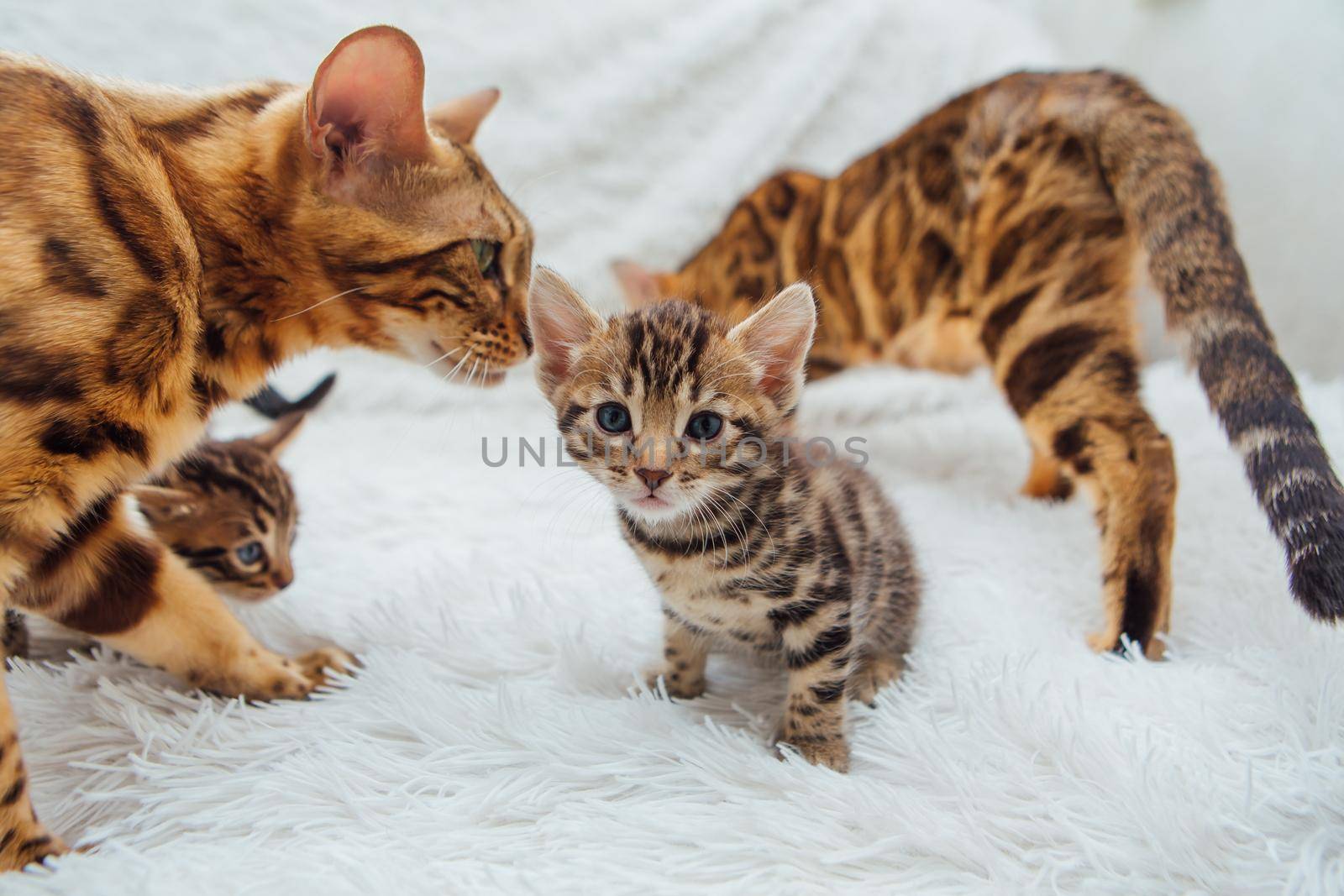 Adorable golden bengal mother-cat with her little kitten on white fury blanket.