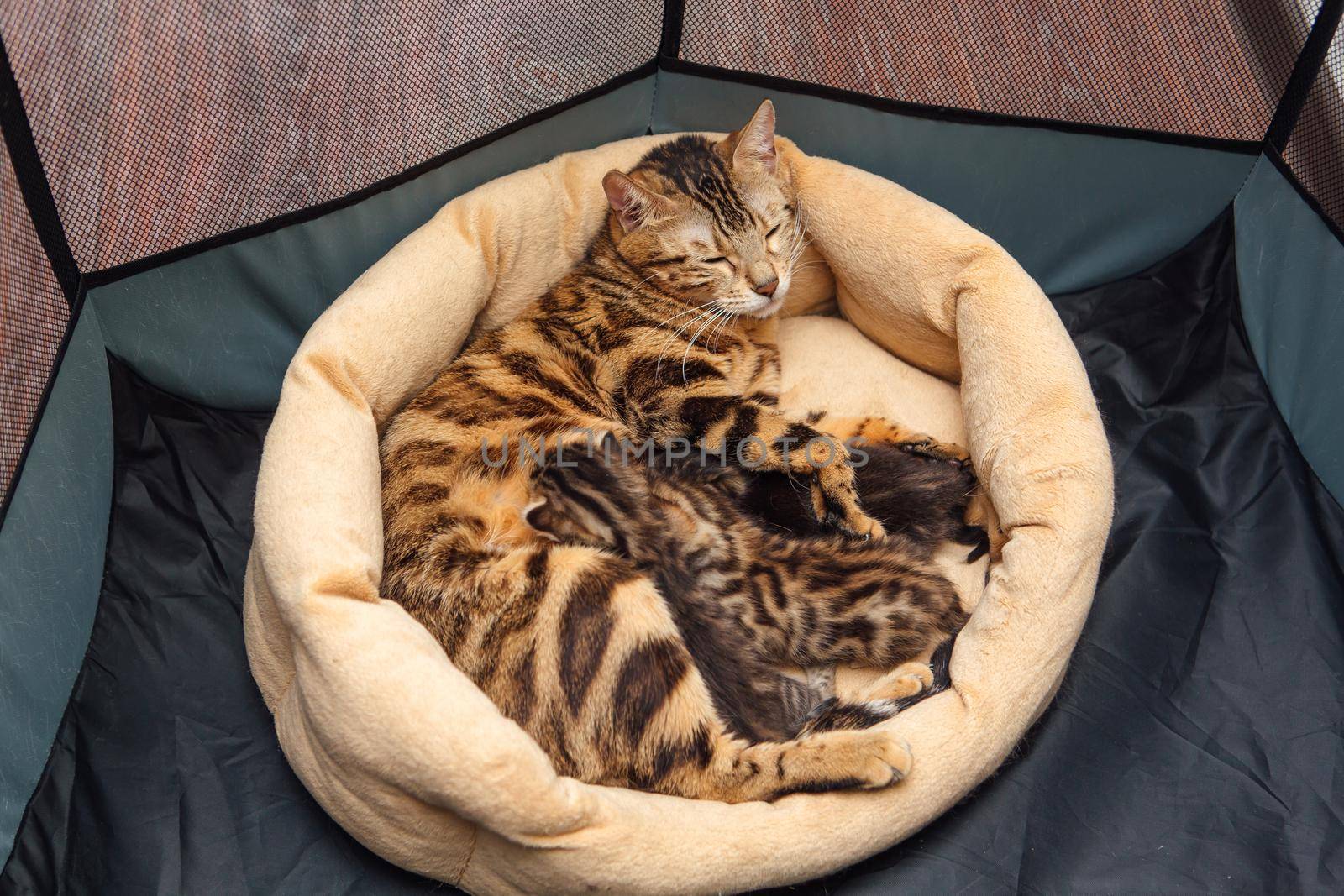 Bengal cat feeds her little kittens with breast by Smile19