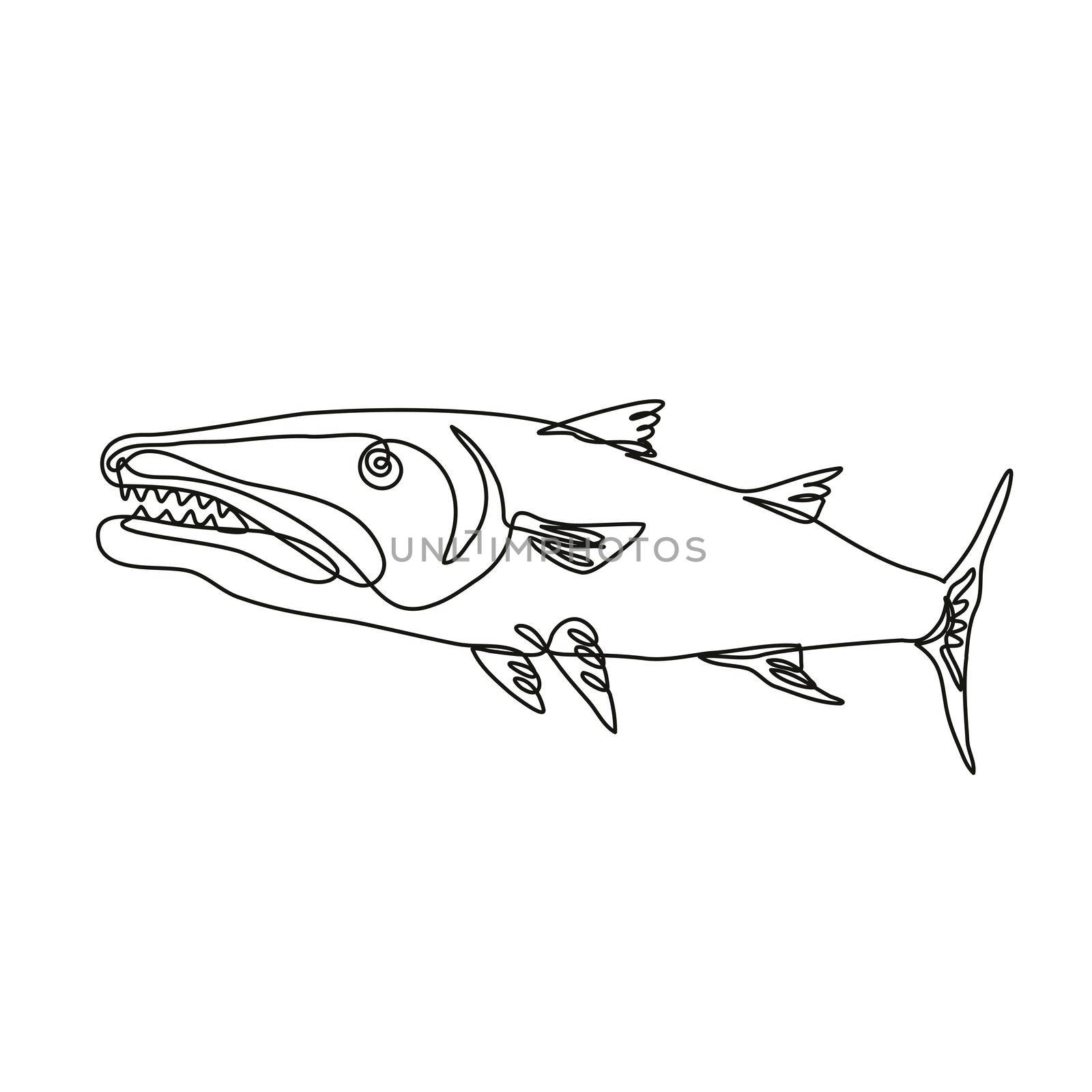 Barracuda or Cuda Predatory Ray-Finned Fish Viewed from Side Continuous Line Drawing  by patrimonio