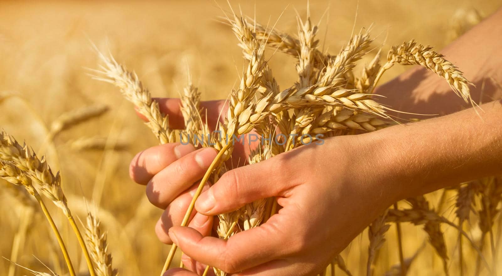 A man's hand holds spikelets of ripe wheat with grain on the background of a golden field and the sky. The farmer carefully checks the quality of the crop.