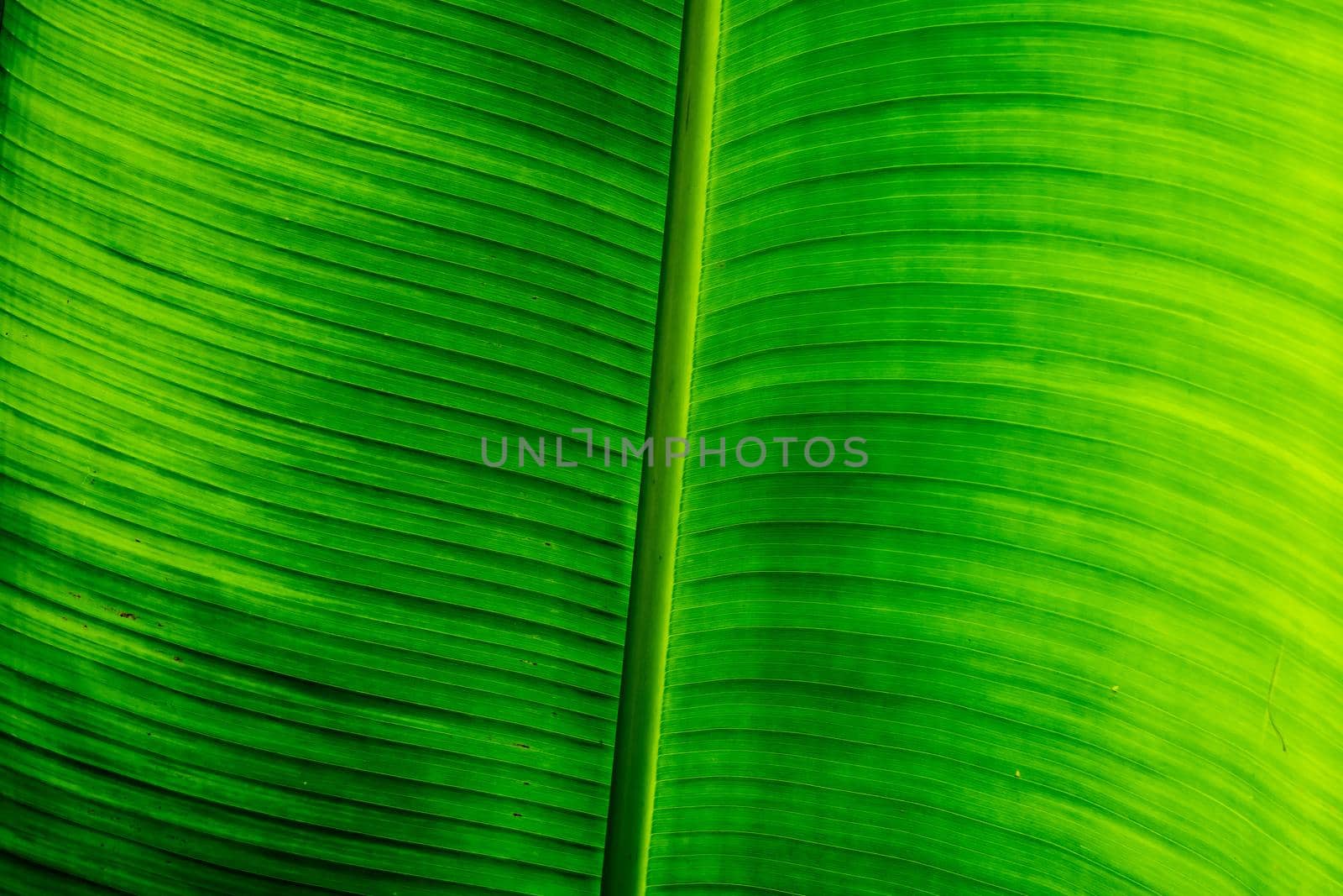 Bright light green. Abstract real nature beauty background. Macro vertical tropical banana leaf texture vein line. Symbol open book life excellence. Healthy organic food versatile product for cook.