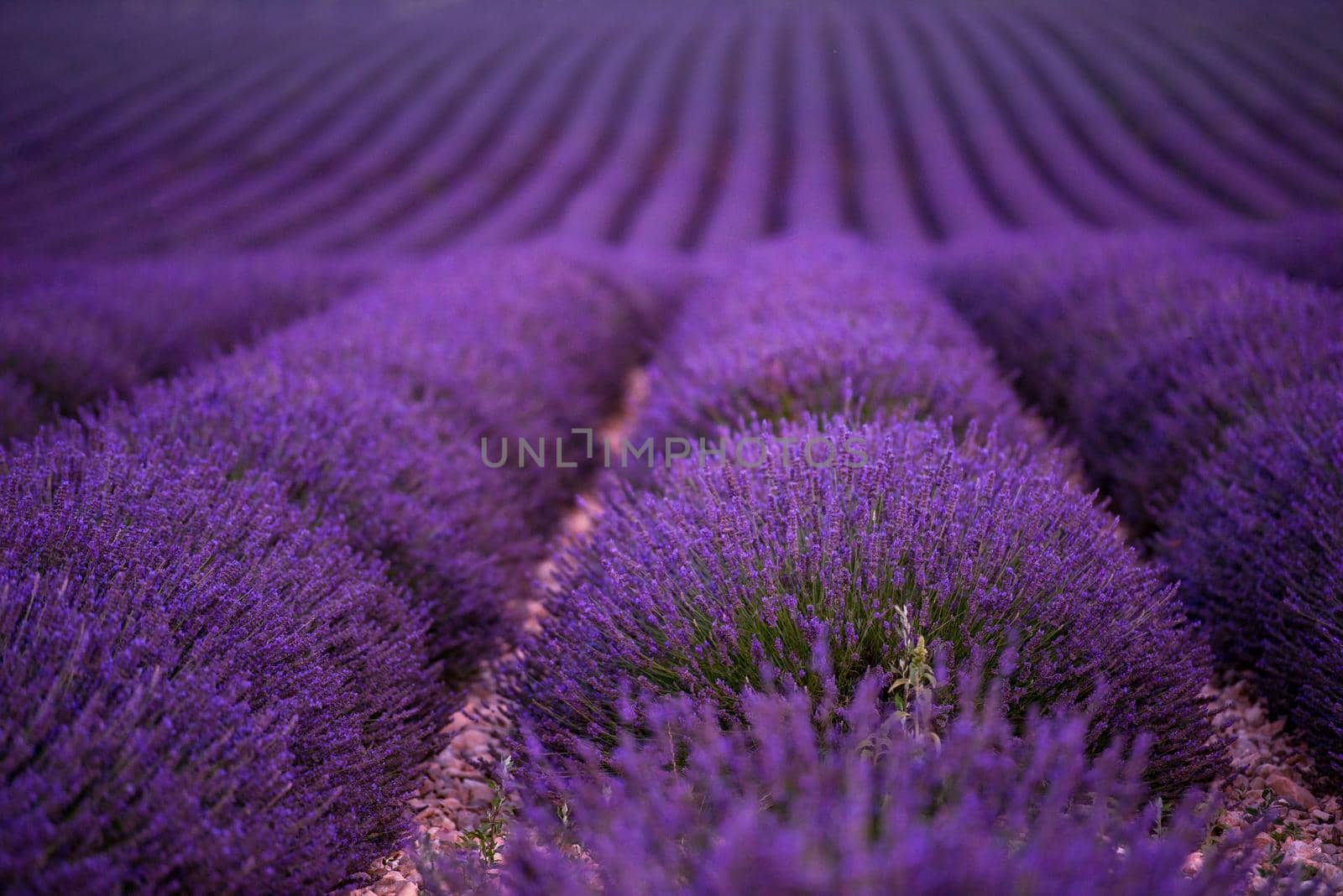 lavender field france by dotshock