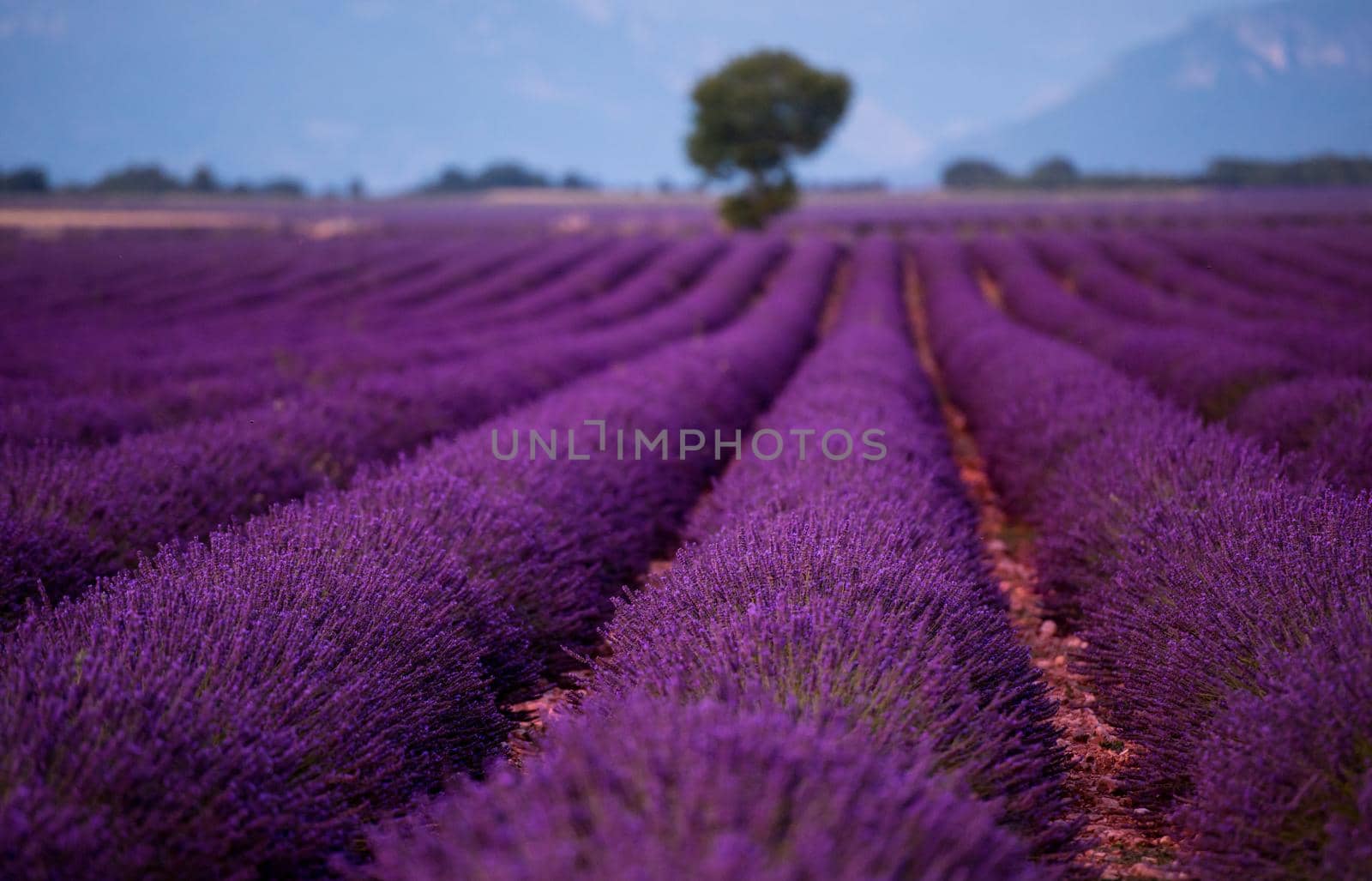 lonely tree at lavender field in summer purple aromatic flowers near valensole in provence france