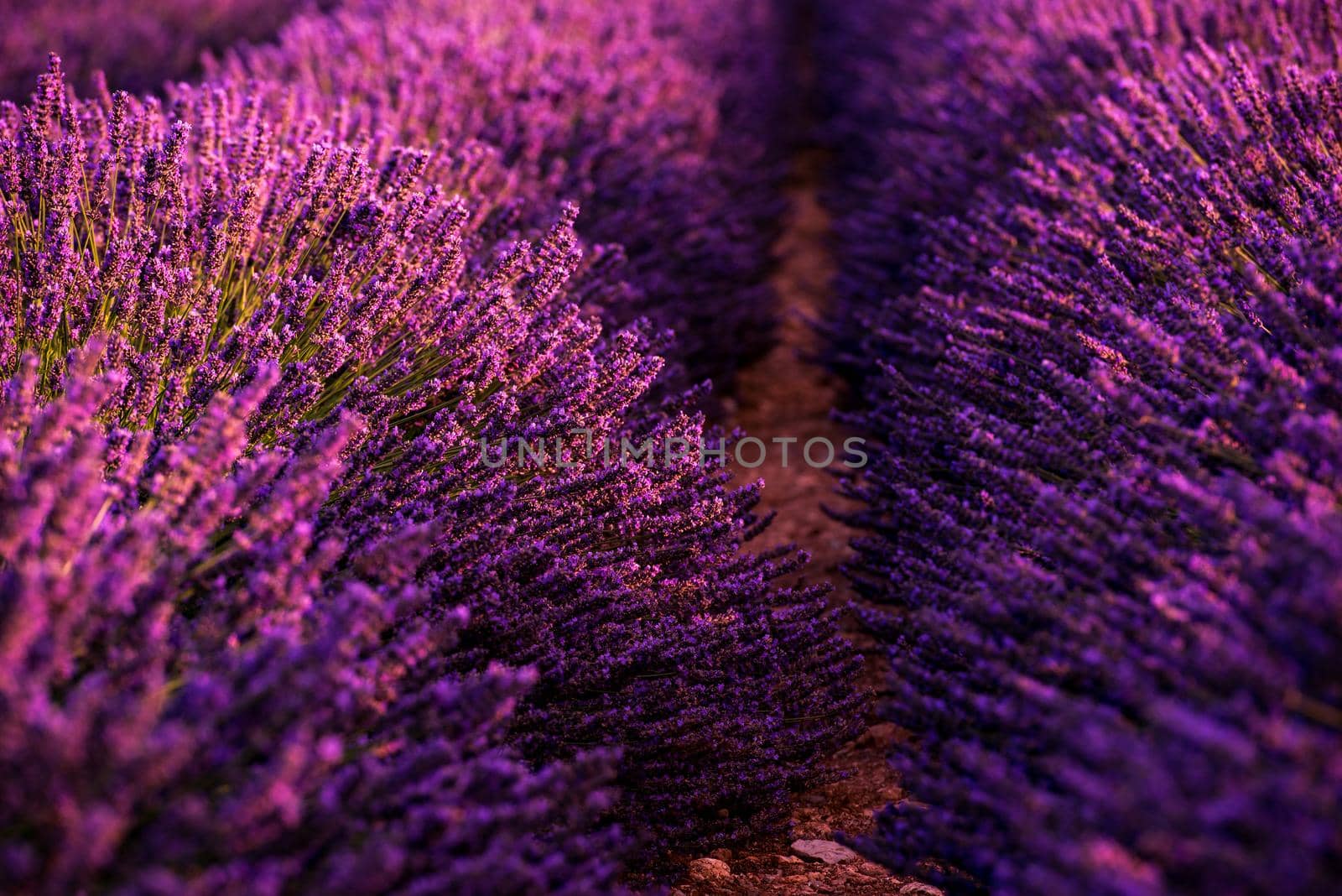 Close up Bushes of lavender purple aromatic flowers at lavender field in summer near valensole in provence france